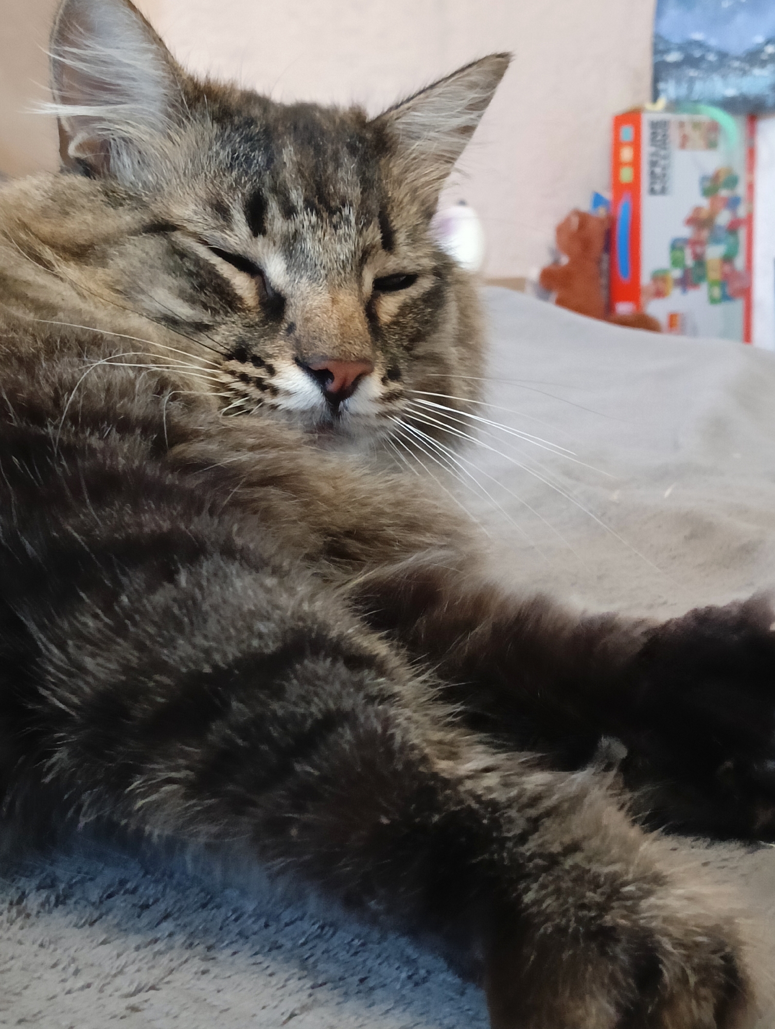 The image shows a close-up of a tabby cat with its eyes mostly closed, appearing to be sleeping or resting. The cat has long, fluffy fur in shades of brown and black, with distinctive tabby markings on its face and ears. Its whiskers are long and white. The cat is lying on a soft, light-colored surface, likely a blanket or bed.
In the background, out of focus, there are some objects that suggest a domestic indoor setting. To the right, a colorful box with some text and images is visible, resembling a children's toy or game. There's also a small, brown stuffed animal, possibly a teddy bear. The lighting suggests it's daytime, but the indoor setting makes it difficult to determine the exact time or weather outside. The overall mood of the image is peaceful and relaxed, focusing on the comfort of the sleeping cat. The location context provided is Krasnyye Barrikady, Russia, which informs the potential environment where the photo was taken.