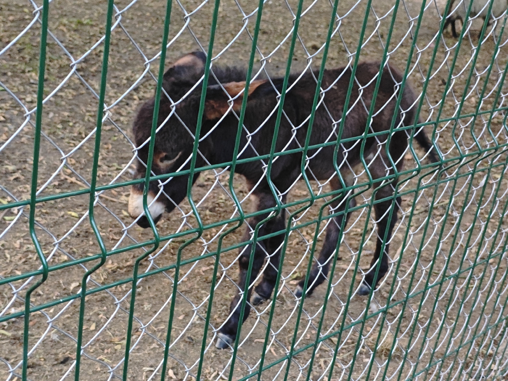 A dark-colored donkey is visible through a green chain-link fence, standing on a dirt and leaf-covered ground. The donkey has a light-colored muzzle and ears. The fence is in the foreground, with its green vertical posts and diamond-shaped wire mesh obstructing parts of the donkey. The background is out of focus, showing more of the ground and some dry grass.