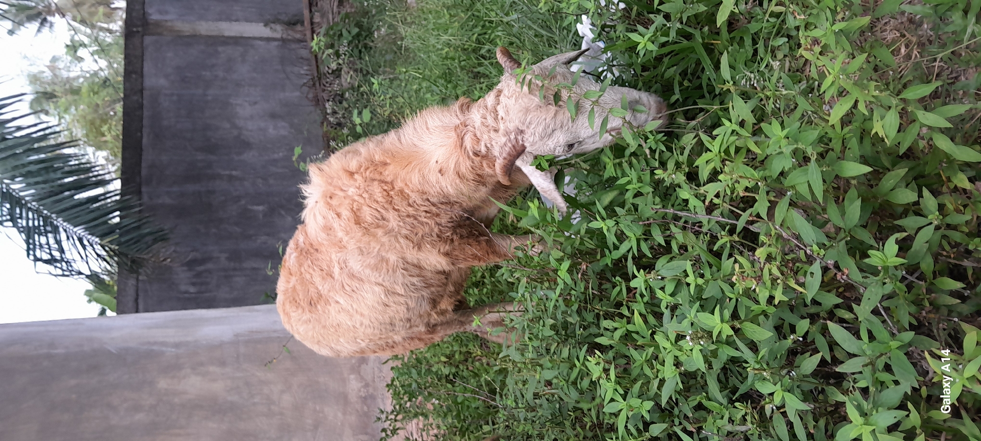 In a grassy area with a concrete wall and palm fronds in the background, a tan-colored sheep with prominent horns is eating the abundant green foliage. The sheep is positioned in the lower half of the frame, its head bowed down to graze. The environment appears to be outdoors in a somewhat rural or overgrown setting. The image is geotagged to Tanjong, Indonesia.
