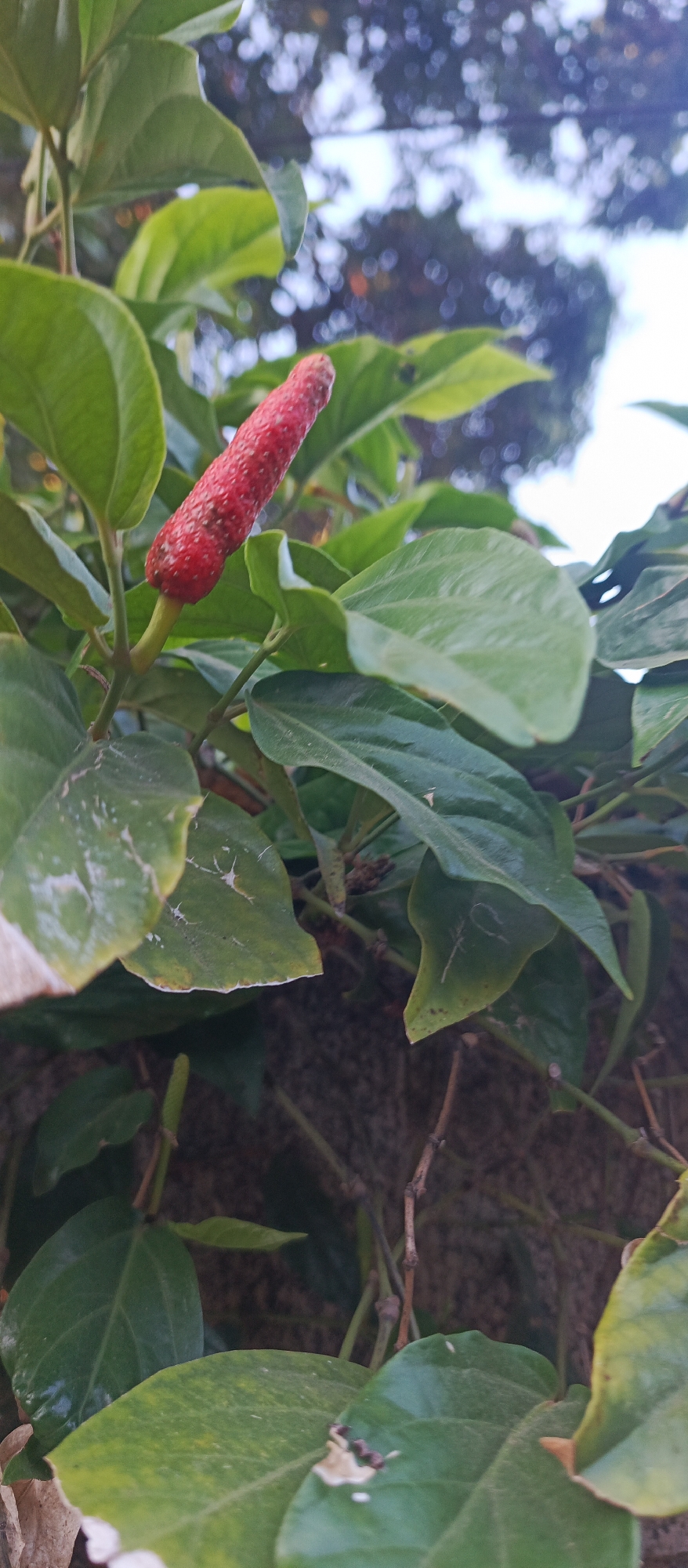 The image shows a close-up of a long, red, pepper-like fruit growing on a vine amidst lush green leaves. The fruit is elongated and appears to be covered in small bumps or seeds. The leaves are broad and glossy, some showing signs of age or minor damage. The background is blurred, suggesting an outdoor setting with foliage and possibly the sky visible. The overall impression is one of natural growth and detail in botanical elements.
