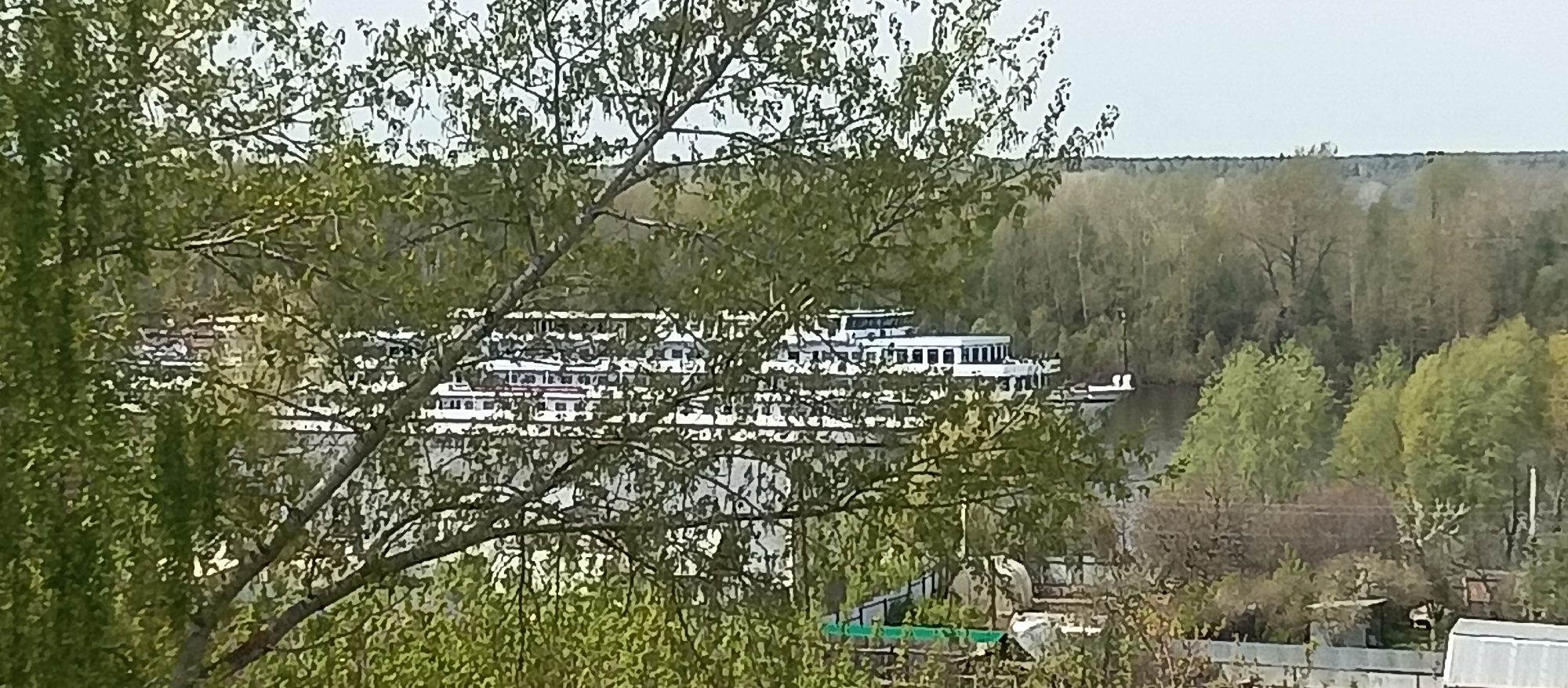 The photograph shows a waterfront scene in an unknown city, location unknown. In the foreground, a tree with light green foliage obscures part of the view. The midground features a body of water with several large white cruise ships docked. In the background, a dense forest borders the waterfront. The sky is overcast, and the overall lighting is subdued. Below the waterline, there is a partially visible residential area with fences and greenhouses. The tree branches frame the distant view of the ships and the forest.