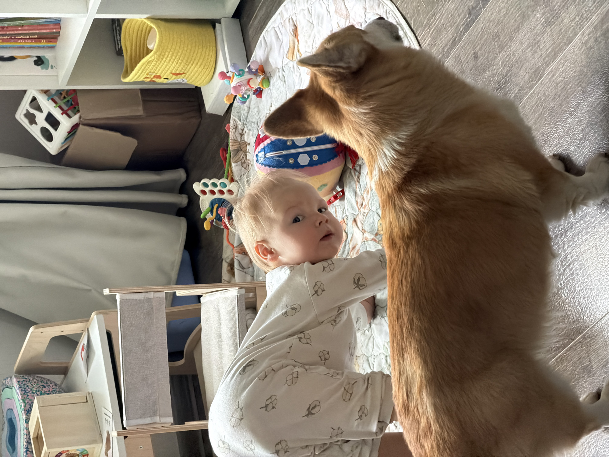 A corgi stands in the foreground of a well-lit room, its body angled away from the camera. To the left, a baby wearing a white onesie with a subtle pattern is on its hands and knees, looking towards the viewer with wide eyes. The baby is positioned on a colorful mat with children's toys scattered around it, including a plush ball with blue, pink, and white sections. In the background, a beige curtain hangs, and to the right, a white bookshelf holds a yellow woven basket and books. A cardboard box containing a shape-sorting toy is also visible. The room has wooden flooring. The scene appears to be indoors in a residential setting. The image does not contain any information that would allow for its location to be determined as Chaikovsky, Russia.