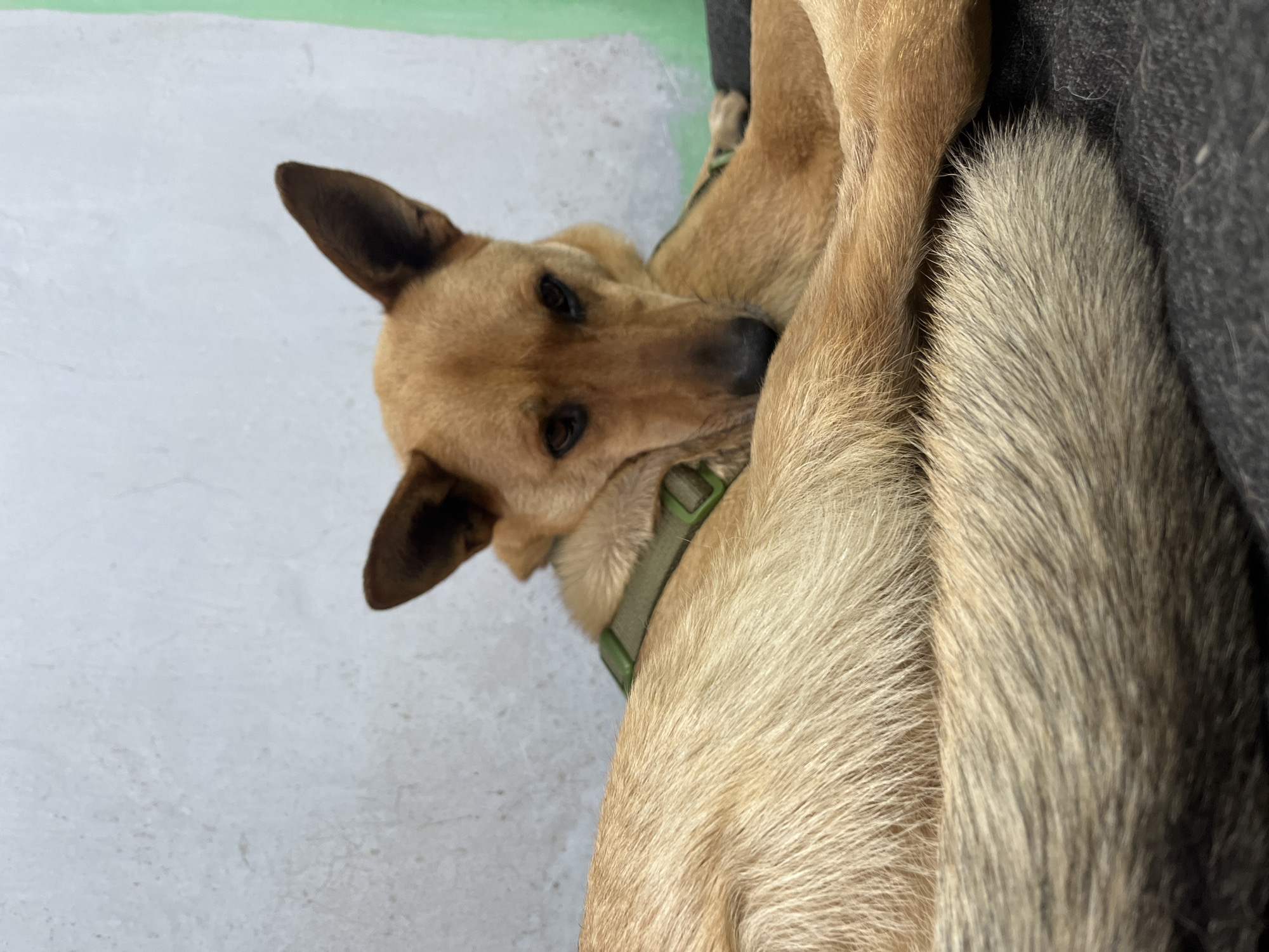 A medium shot shows a tan-colored dog lying down, with its head resting on its forelegs. The dog has erect ears and dark eyes. It is wearing a green harness. The background consists of a textured, light-colored wall and a sliver of green on the right. The dog is lying on a dark gray textured surface, possibly a blanket or mat. There are no people visible in the image. The scene is indoors. The location in Nizhny Tagil, Russia is not ascertainable from the image.