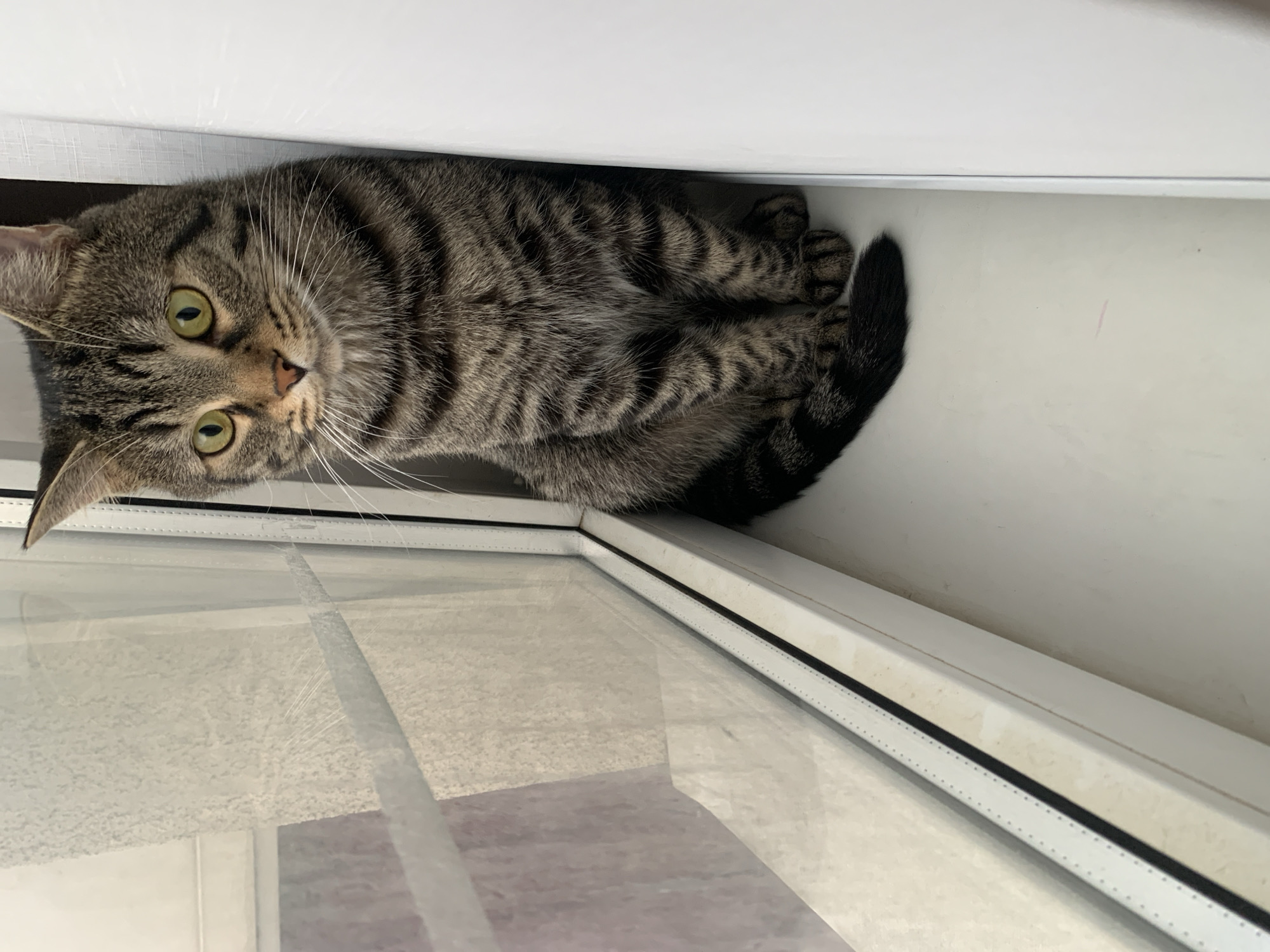 A medium-sized tabby cat with green eyes is lying down in a windowsill. The cat's head is oriented toward the left side of the frame, and it is looking directly at the camera. The cat's body is curled, with its tail partially obscuring its paws. The windowsill is white, and the glass pane of the window is visible in the foreground. The location of the scene is Unknown, Unknown.