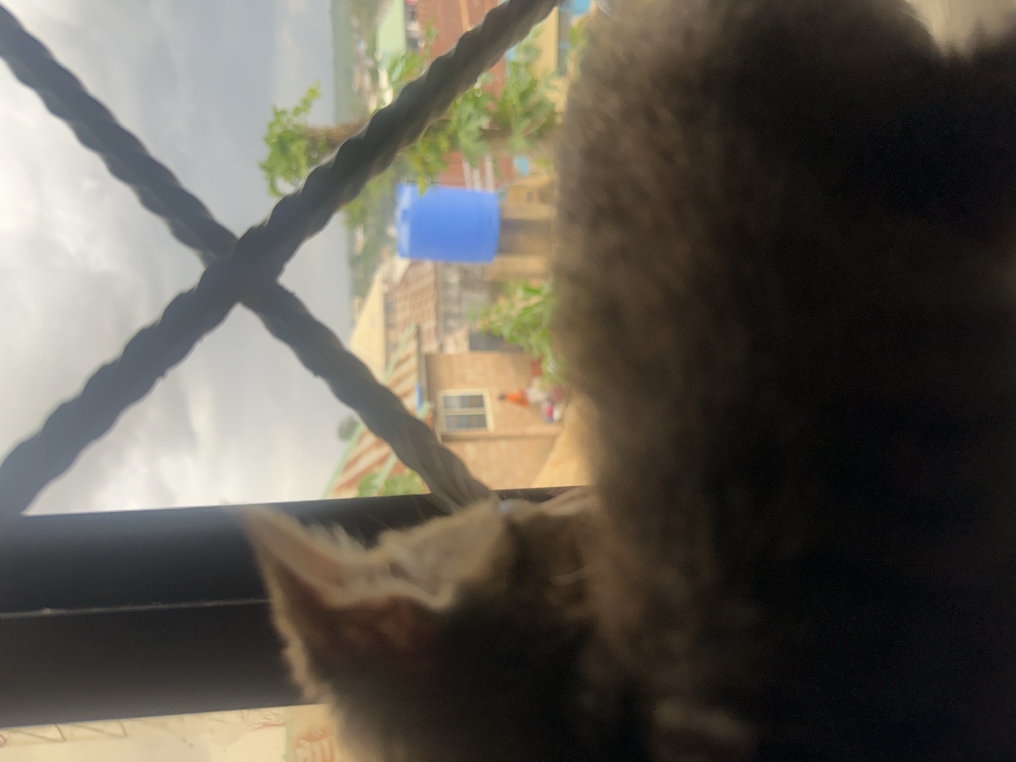 The image shows a close-up view of a kitten looking out a window with crisscrossed bars. The kitten is primarily brown and white and is positioned in the foreground, out of focus. Beyond the kitten and the bars, a blurred view of a city landscape is visible. The landscape features buildings with corrugated metal roofs, trees, and a bright blue water tank. The sky is overcast and appears cloudy. The scene is likely captured in Jos, Nigeria, given the architectural style of the buildings and the outdoor environment.