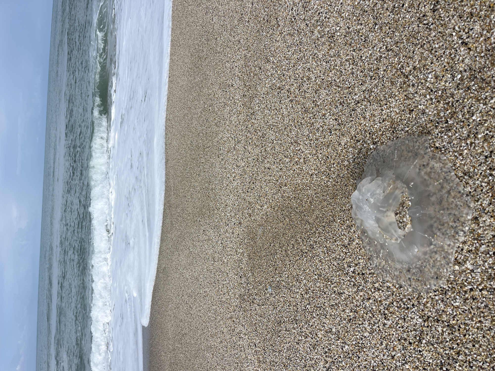 The image shows a beach scene in Alanya, Turkey. The foreground features a jellyfish resting on the sand, composed of tan, brown, and gray pebbles. The ocean water, characterized by frothy white waves, occupies the left portion of the frame, meeting the sandy shore. Above, a light blue sky is partially visible. The image is taken in daylight.