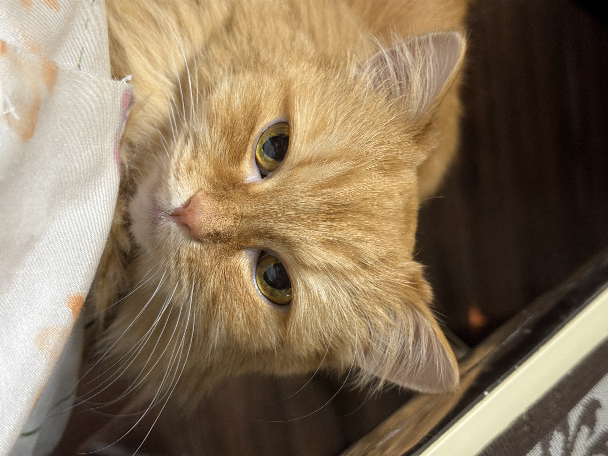 An overhead, close-up shot captures a fluffy, orange domestic cat with vibrant green-yellow eyes, gazing directly at the viewer. The cat's head is tilted, giving an impression of curiosity and attentiveness. Its soft, ginger fur is prominent, along with its delicate pink nose and long, white whiskers that fan out from its snout. The cat's ears are visible at the top and right of its head, covered in lighter fur.
The cat appears to be peeking from under a white and light-orange patterned blanket or sheet, which occupies the left side of the frame. A small, pink thread is visible where the blanket meets the cat's cheek. The background on the right is dark and out of focus, suggesting a deeper space behind the cat. A reflective surface, possibly a window frame or furniture, can be seen in the bottom right corner of the image. The lighting is soft and even, highlighting the cat's features and the texture of its fur. The scene appears to be set indoors in a home, located in Penza, Russia. No visible text is present in the image.