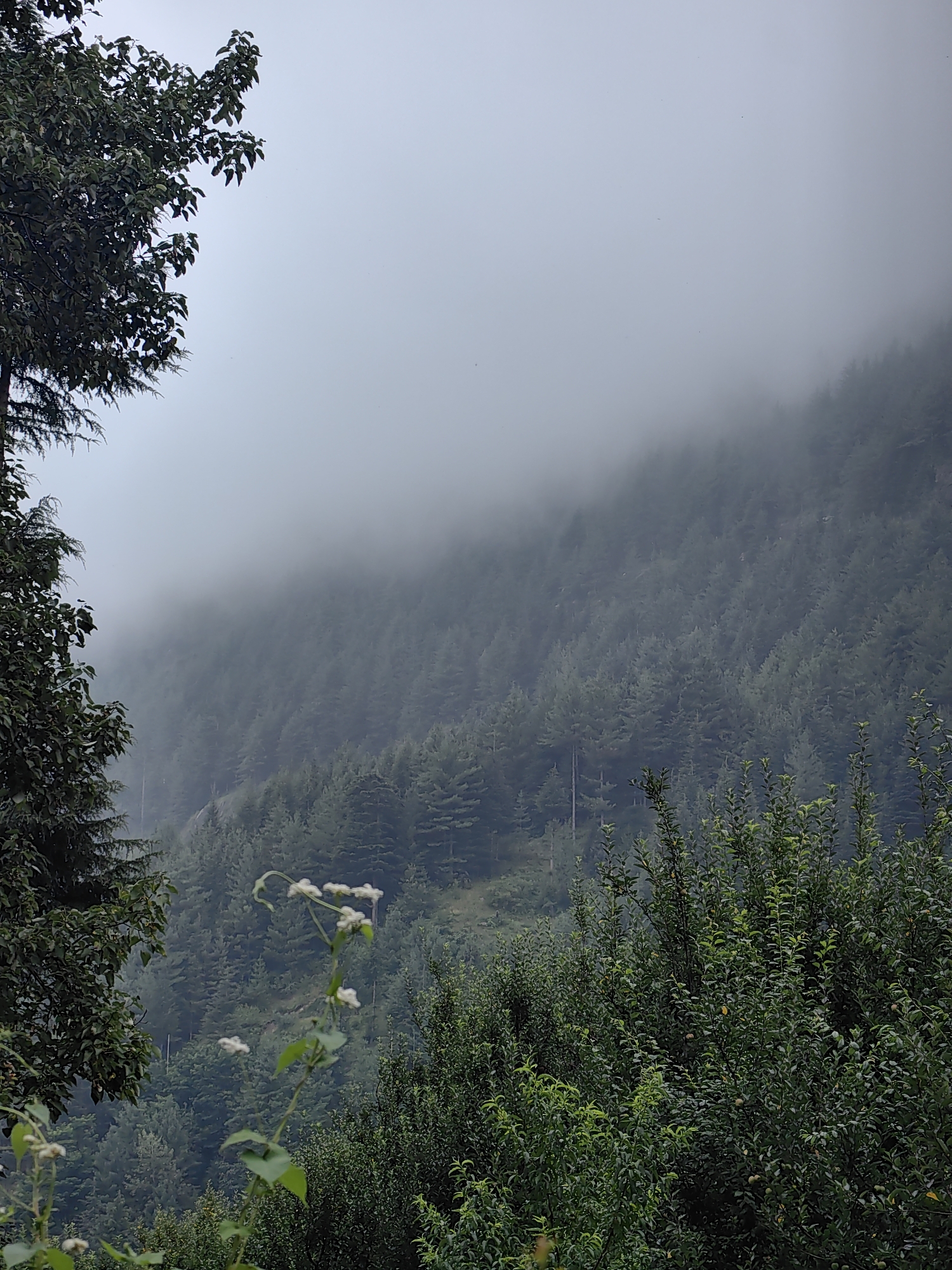 A misty, overcast day settles over a dense forest on a mountainside. The foreground is dominated by lush green foliage, with the dark green leaves of trees on the left and a tangle of bright green bushes and a flowering vine in the center and right. The vine's delicate white flowers stand out against the darker backdrop. Beyond the foreground, the mountainside is covered in an endless expanse of evergreen trees, their dark green hues softened by the pervasive mist. The mist clings to the upper slopes, obscuring the peaks and creating a sense of depth and mystery. The sky above is a uniform, pale gray, contributing to the muted and serene atmosphere of the scene. This is likely a location in the hilly regions near Barheta, India, where such atmospheric conditions are common.