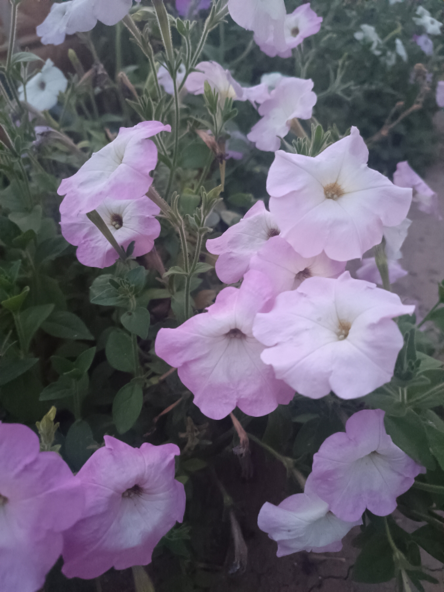 The image shows a close-up of several light pink petunias with white centers, blooming amidst green foliage. The flowers are in various stages of opening, with some fully bloomed and others still partially closed. The background is blurred, but appears to be a garden or outdoor setting, possibly in Vypasne, Ukraine, given the context. The lighting suggests it might be overcast or late in the day. No people are visible in the image.