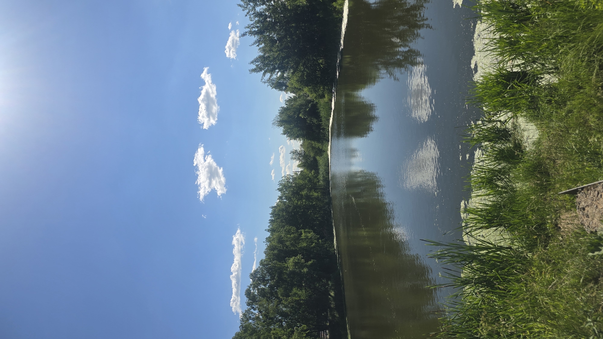 A serene, natural landscape unfolds under a bright, clear blue sky dotted with a few fluffy white clouds. The sun casts a gentle glare from the upper right quadrant of the image. Dominating the foreground is a tranquil body of dark water, its surface reflecting the sky and the lush green trees that line its opposite bank. Tall reeds and aquatic plants grow along the immediate edge of the water, their vibrant green contrasting with the muted tones of the water. The background is a dense wall of trees, their foliage a rich emerald, suggesting a forest or thick woodland. The overall impression is one of peaceful seclusion in a natural setting.