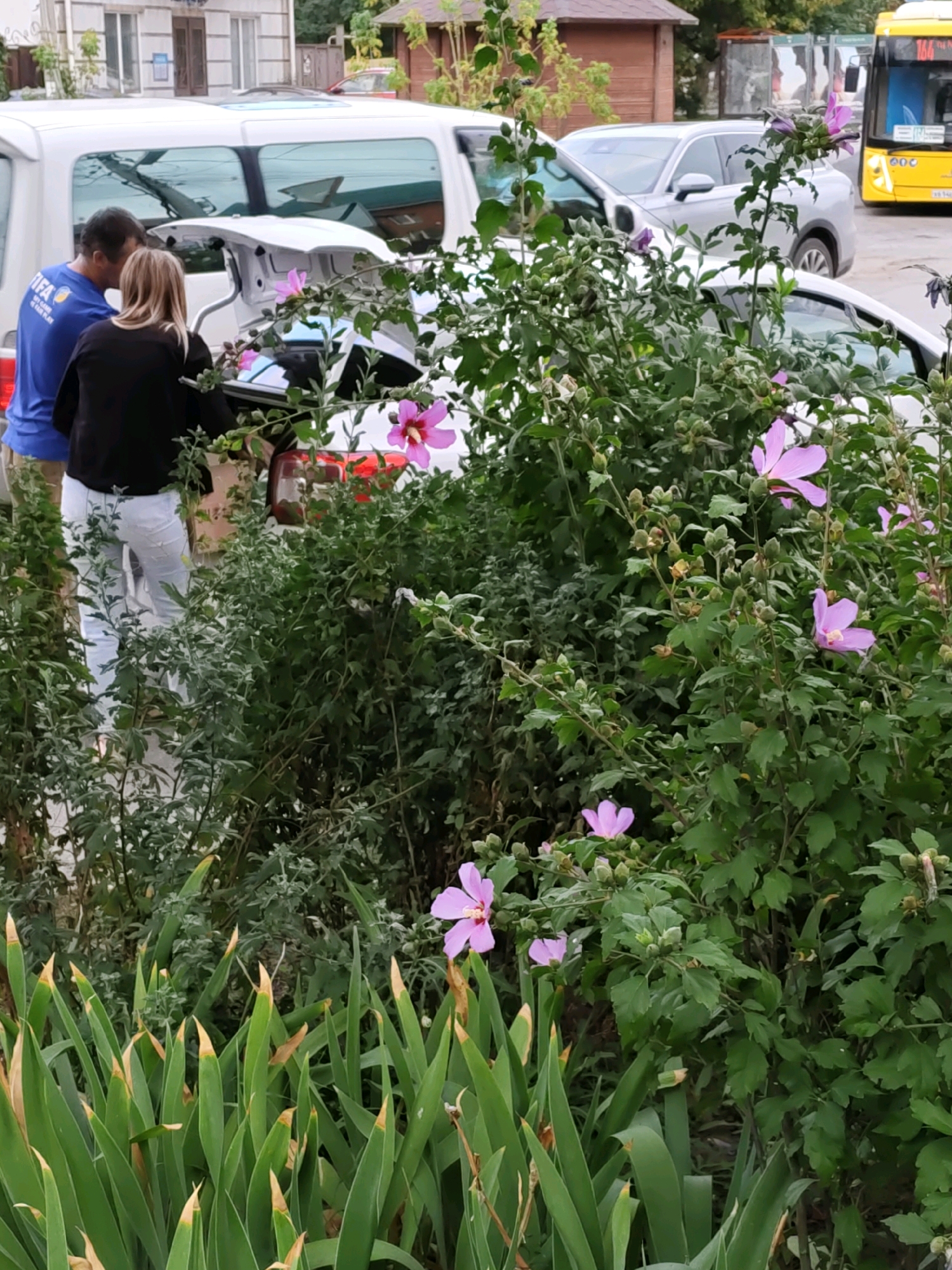 Two individuals, a male wearing a blue shirt with "FIFA" branding and a female in a black top and white pants, are standing by the open trunk of a white van. They appear to be interacting with the contents of the trunk. The van is parked in an outdoor urban setting with other vehicles visible, including a silver SUV and a yellow bus with the number "164" on its front. Green foliage and flowering plants, specifically pink hibiscus, are prominent in the foreground and surrounding the vehicles. The background suggests a street or parking area with buildings and a wooden structure. The scene is consistent with a location in Rostov-on-Don, Russia, given the presence of Russian text on the bus.
