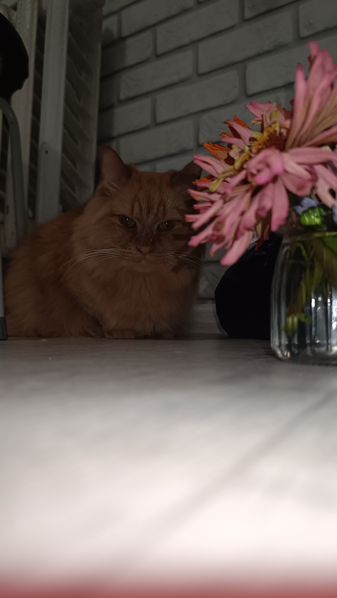An orange, long-haired cat is sitting on a white, textured floor in front of a white brick wall. To the right of the cat, a bouquet of pink and orange flowers is in a clear glass vase. Part of the cat's body is obscured by a black object. The lighting is dim.