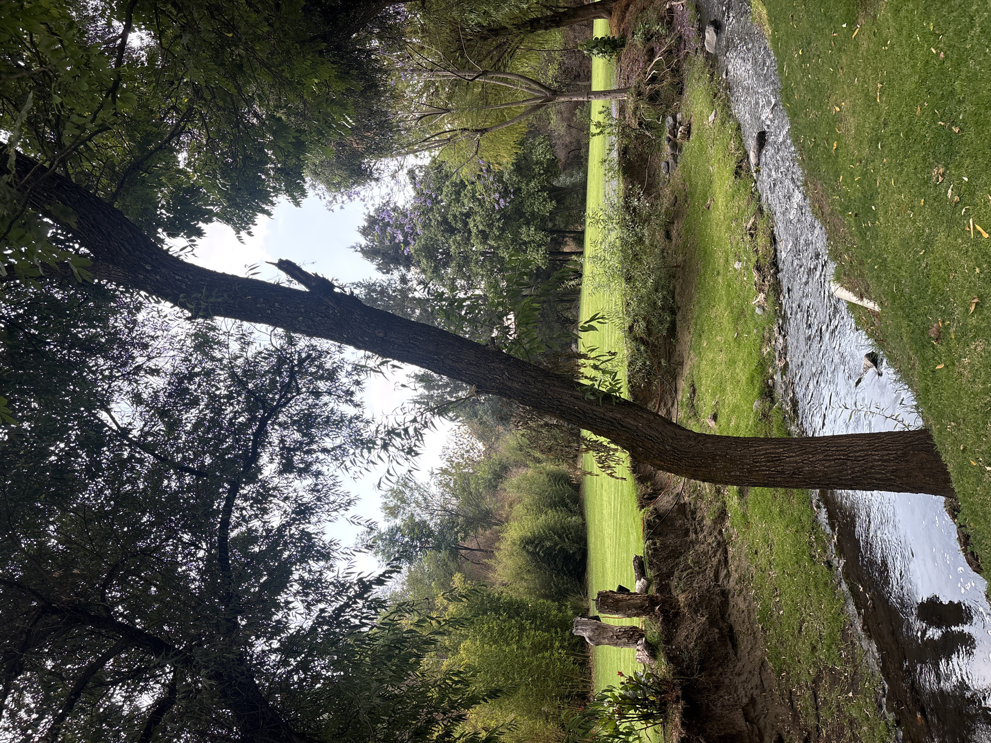 The image depicts a grassy field bordering a stream in Santa Ana Acozautla, Mexico. The stream runs along the right side of the image, reflecting the sky. Lush green grass covers the majority of the land. Trees with dense foliage line the left side of the image and some areas in the background. A large tree trunk extends diagonally across the scene from the left, reaching towards the stream.