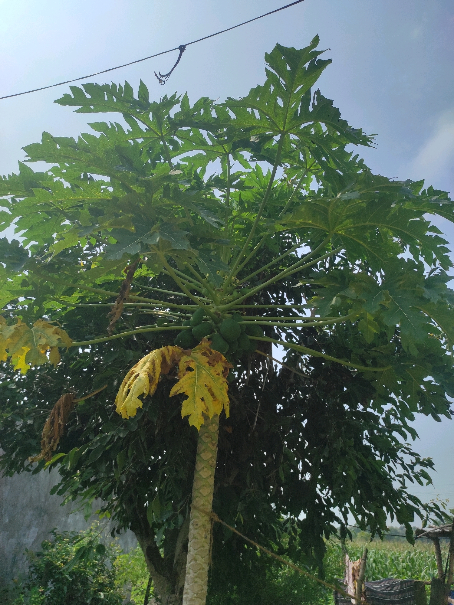 An eye-level, medium shot captures a papaya tree bearing unripe green fruit against a bright blue sky. The tree's trunk is visible on the right, with its characteristic patterned bark. Large, palmate green leaves, some tinged with yellow and brown, spread out from the trunk. Several clusters of green papayas are visible among the foliage. A thin black wire is suspended across the top of the frame, with a small hook attached. The background shows a wall on the left and dense green foliage and a cornfield on the right. The image appears to be taken outdoors in a rural or semi-rural setting.