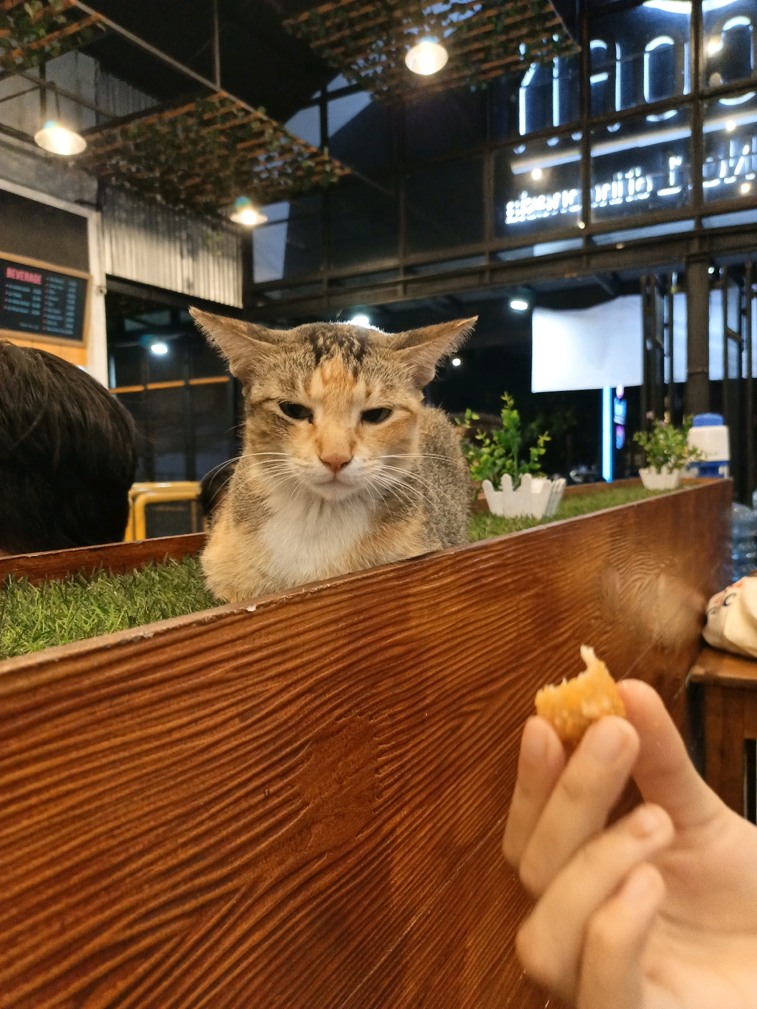 A tabby cat with pointed ears sits in a wooden planter filled with artificial grass. In the foreground, a person's hand holds a piece of orange food. The background appears to be an indoor cafe with neon signs and decorative plants. The image was taken in South Jakarta, Indonesia.