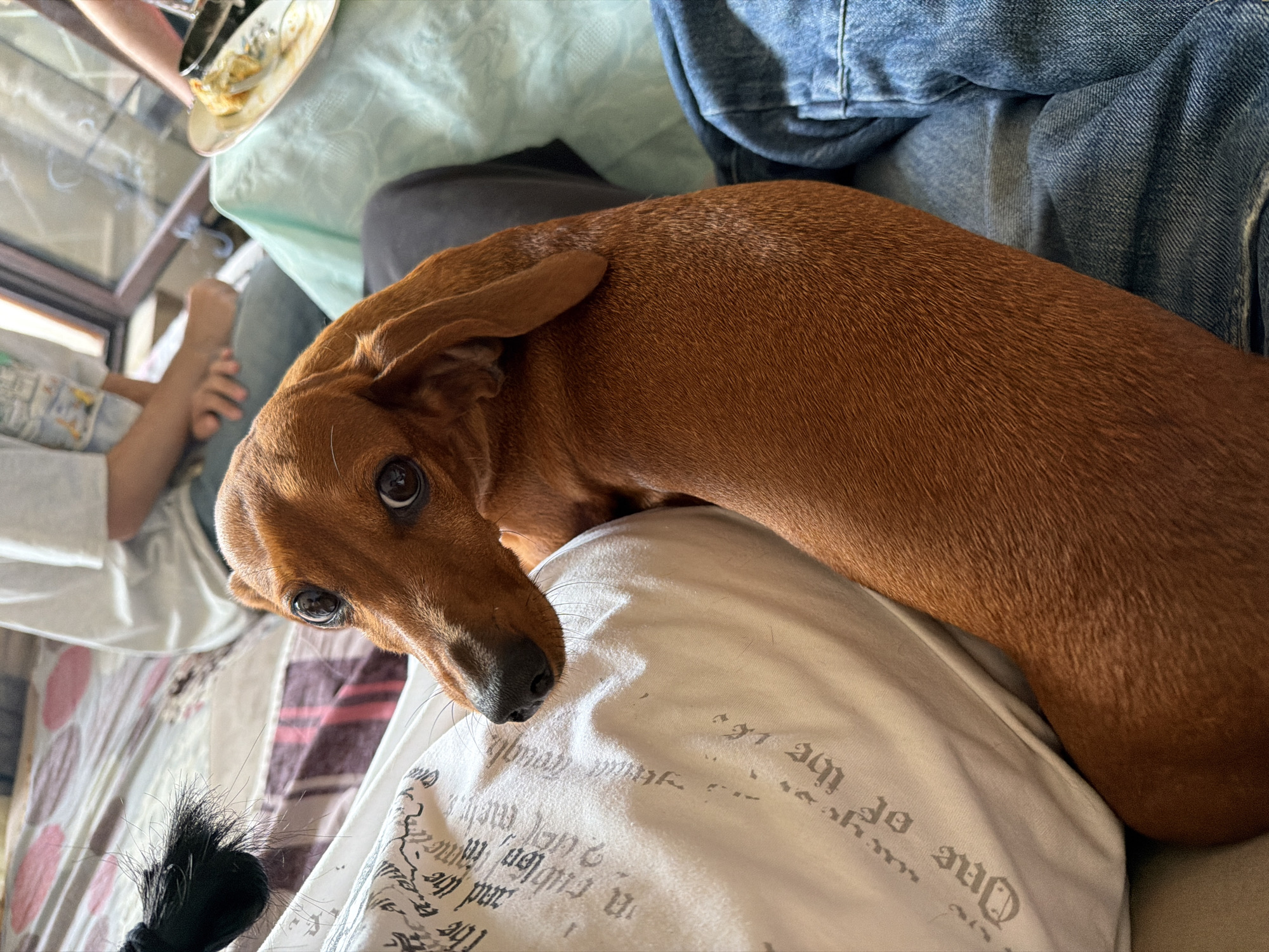 The image shows a close-up of a dachshund dog resting on a person's lap. The dog is reddish-brown and has a long body with short legs. Its head is turned to the side, and its big, dark eyes are looking directly at the camera. The dog is lying on a white pillow with text printed on it, and part of the person's jeans are visible. In the background, another person is partially visible, wearing a light-colored t-shirt and jeans. A plate with some food is on a light blue cloth. The overall setting appears to be indoors, possibly a bedroom or living room, with a bed in the background. The image does not provide any specific information or visual cues that would indicate its location in Varna, Bulgaria.