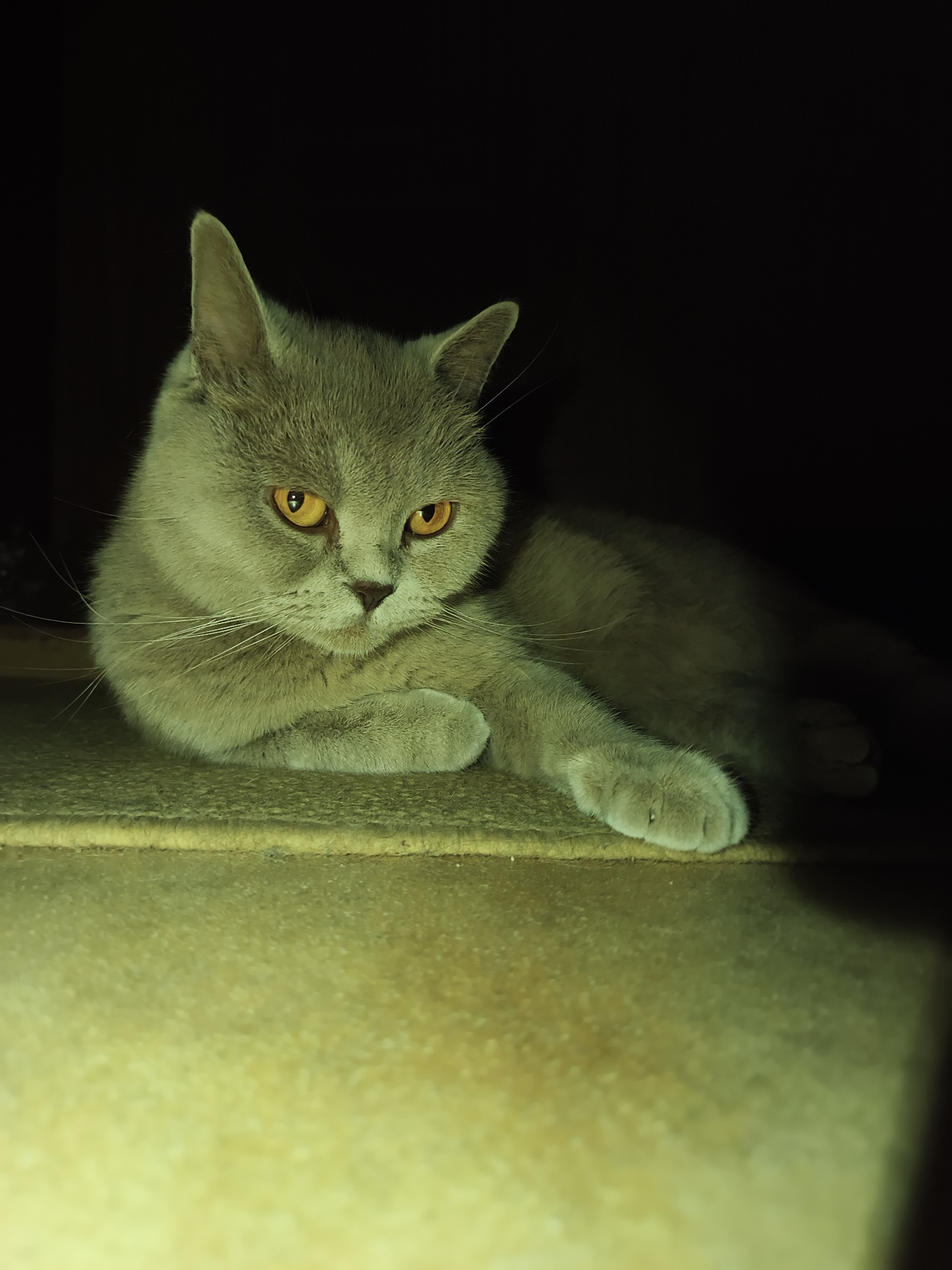 A grey cat with orange eyes is lying down on a textured surface, possibly a carpet or tile, in a dimly lit environment. The cat is facing to the right, with its head slightly tilted down. Its front paws are tucked underneath its body, and one hind leg is extended forward. The background is dark and out of focus. The lighting appears to be artificial, casting a yellowish-green hue on the cat and the surface it is resting on. There is no visible evidence to suggest this image was taken in Ternopil, Ukraine.