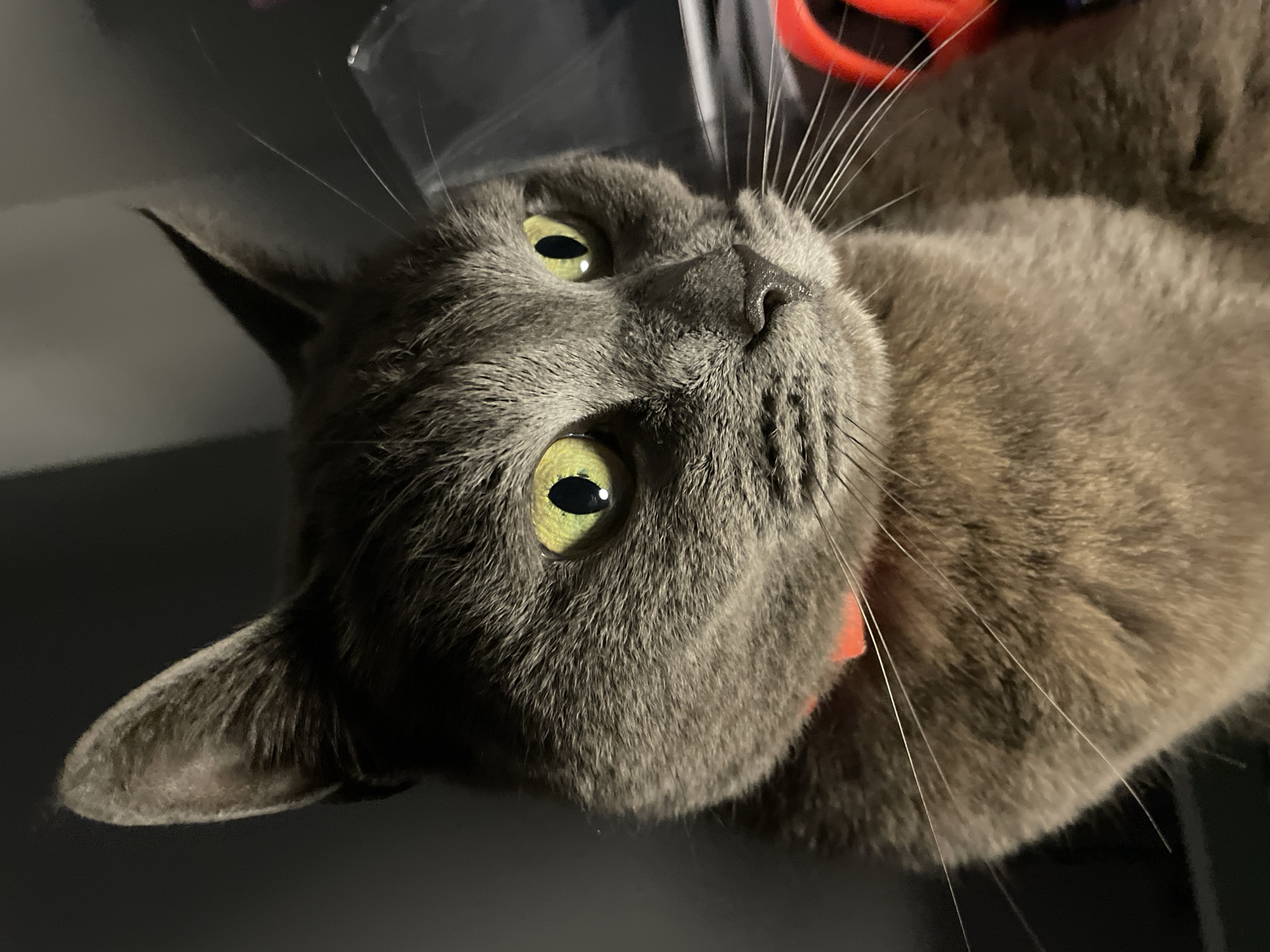 The image displays a close-up portrait of a domestic cat situated in Budva, Montenegro. The cat, appearing to be an adult, possesses short, dense, grey fur and prominent, luminous yellow-green eyes with vertical black pupils, directed towards the right side of the frame. A thin, bright orange or coral-colored collar is visible around its neck. Its whiskers are long and white, extending from its muzzle, and its nose is dark. The ears are pointed and erect. The lighting highlights the cat's face and eyes against a dark, out-of-focus background. Visible in the blurred background on the right is a red object, possibly a ring or part of another item, and some indistinct shiny or clear material. The scene appears to be an indoor environment. No other subjects or actions are depicted.