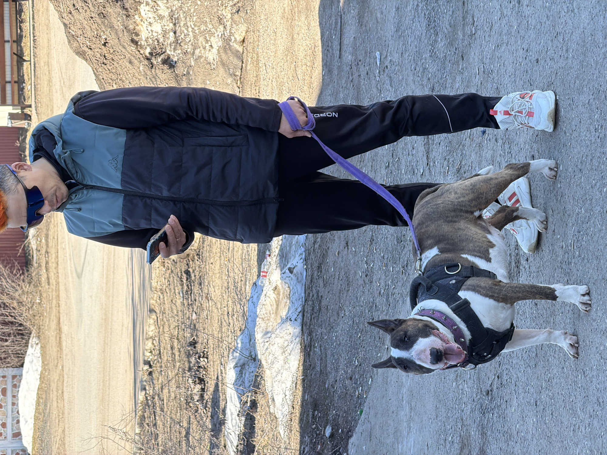A man and his dog are outdoors on a clear day, likely in the city of Chaikovsky, Russia. The man is wearing black pants, a black jacket with a light blue vest overlay, and white sneakers with red stripes. He is holding a purple leash in his left hand and a smartphone in his right hand. He is also wearing sunglasses with orange frames. The dog is a brindle and white Bull Terrier wearing a black harness and a purple collar. They are on a paved surface that appears to be a road or path. The background shows a dirt area with some snow and bare trees and a fence. The area seems to be on the outskirts of the city.