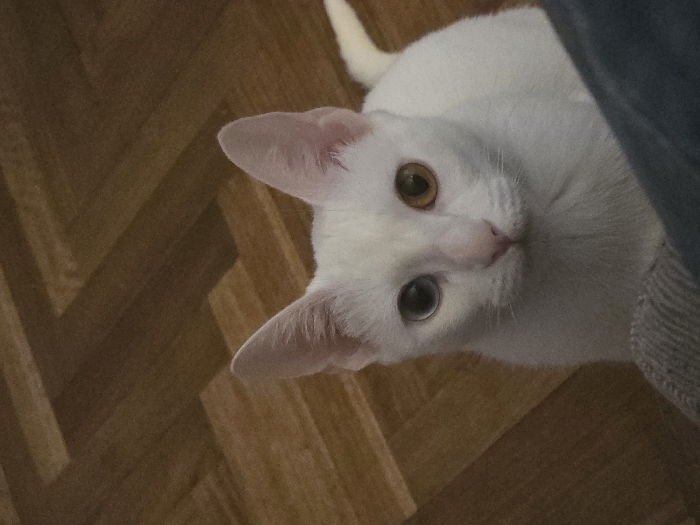 A white cat with heterochromia sits on a wood floor, looking up at the viewer. The cat has one blue and one yellow eye. The floor is a parquet pattern in a dark brown color. The cat's body angles slightly up and to the right of the frame, and part of a gray object appears in the top right. The cat is the main focus of the image.