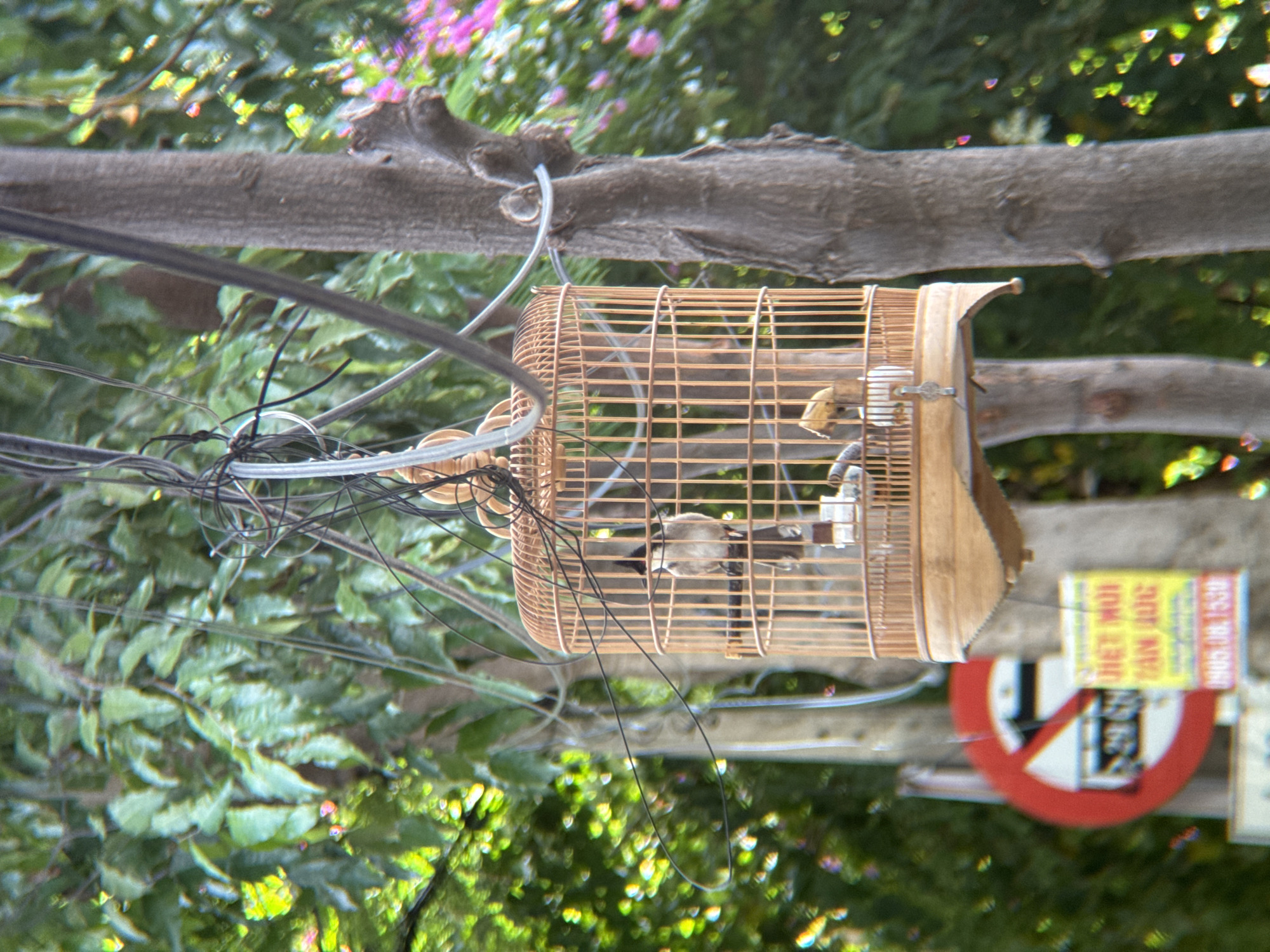 An outdoor scene in Nha Trang, Vietnam, shows a birdcage hanging from overhead wires, with a bird inside. The birdcage is made of light-colored wood and has a typical rounded shape. A small bird, likely a Sooty-headed bulbul, with dark head markings and a light-colored body, is perched inside. The birdcage is suspended by wires, which are also visible against a backdrop of lush green foliage. A tree trunk is prominent on the right side of the frame, with its bark textured. In the background, there are hints of more greenery and possibly some pink flowers. To the left of the birdcage, a red circular sign with a white background and a diagonal black bar is partially visible, indicating a prohibition. Below this sign, a yellow sign with Vietnamese text and numbers is also present. The overall impression is of an urban environment where nature and signs of human activity coexist.
