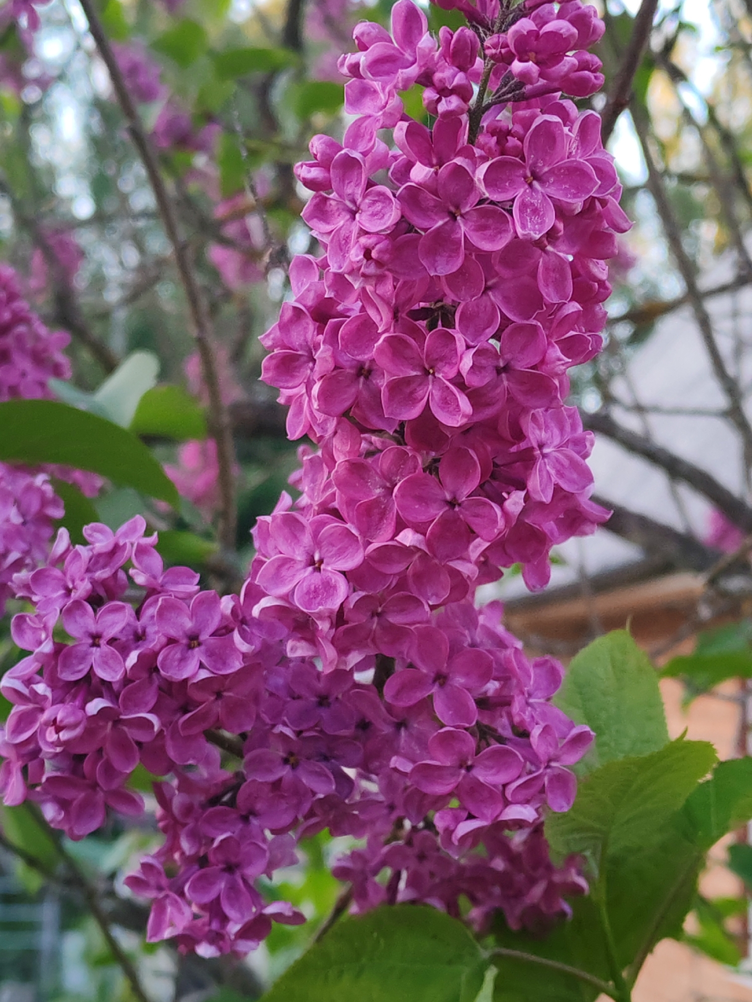 The image shows a cluster of purple lilac flowers in full bloom, likely growing on a shrub or small tree. The flowers are densely packed together in conical panicles. Green leaves are visible among the flowers. The background is blurred but appears to include foliage, branches, and possibly part of a building. The location and city are unknown.