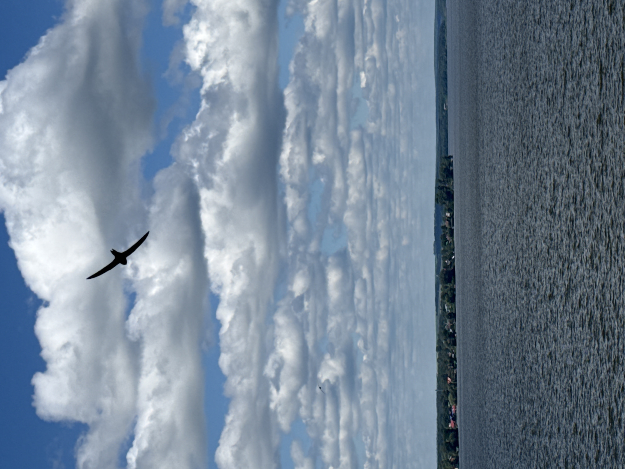 A silhouette of a bird is captured in flight against a vast expanse of sky filled with a mix of blue sky and white, puffy clouds. Below the sky, a wide, dark body of water stretches horizontally across the frame. On the far horizon, a lush green treeline borders the water, interspersed with small clusters of buildings that suggest a settlement. The scene is likely Votkinsk, Russia, a city known for its proximity to the Kama River, which offers similar expansive water views. The bird's dynamic pose and the dramatic cloud formations create a sense of movement and natural beauty within the landscape.