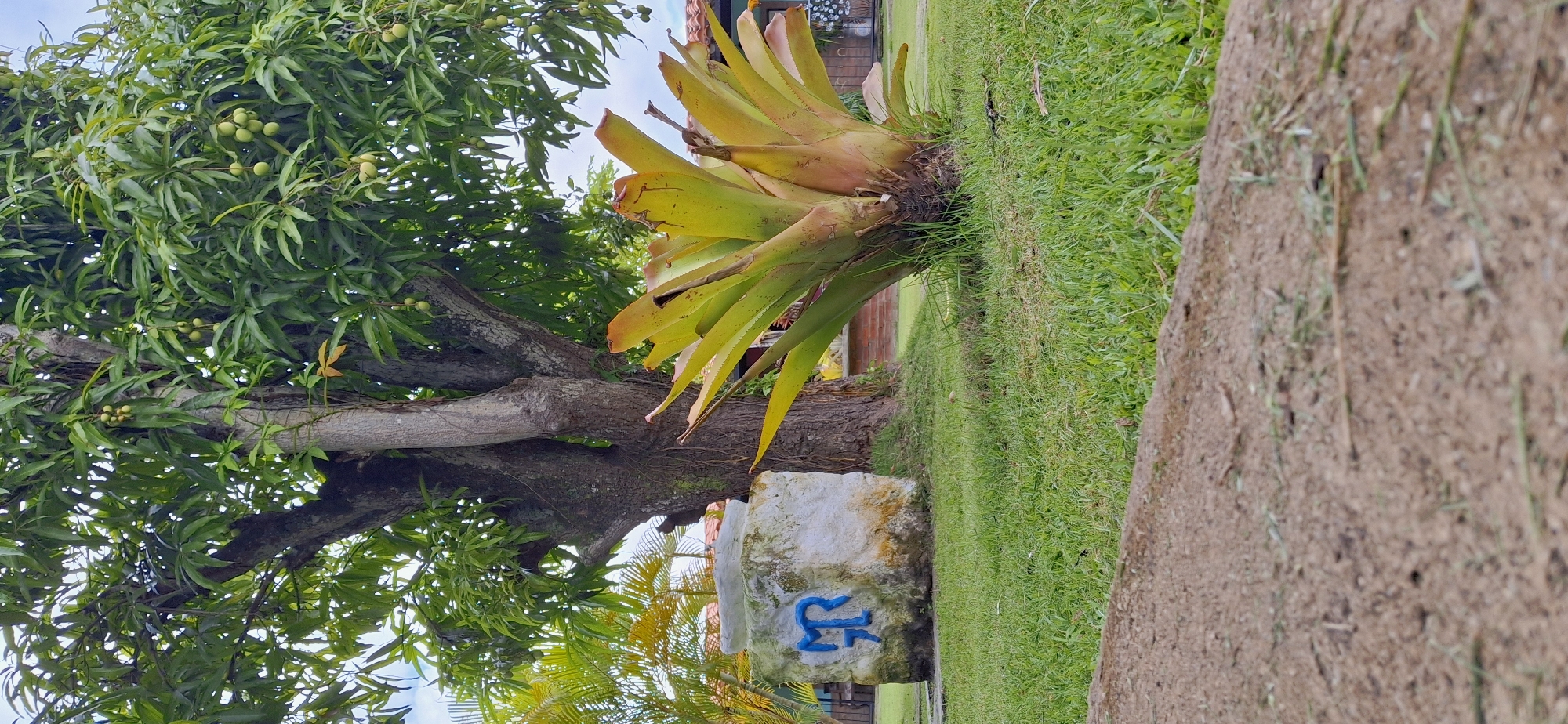 In Vallecito, Venezuela, an outdoor scene unfolds with a focus on lush greenery and a prominent tree. A large, mature tree with visible fruits, possibly mangoes, stands tall, its branches spreading wide over the landscape. To its left, a large, rough-hewn stone monument is adorned with a blue, stylized "GR" symbol. In front of the tree and to its right, a vibrant bromeliad plant with broad, yellow-green leaves adds a touch of tropical flair. The ground is covered in well-maintained green grass, with a dirt path or border in the foreground. In the background, a glimpse of a tiled roof and distant structures suggests a residential or park-like setting. The sky is partly cloudy, indicating an overcast day.