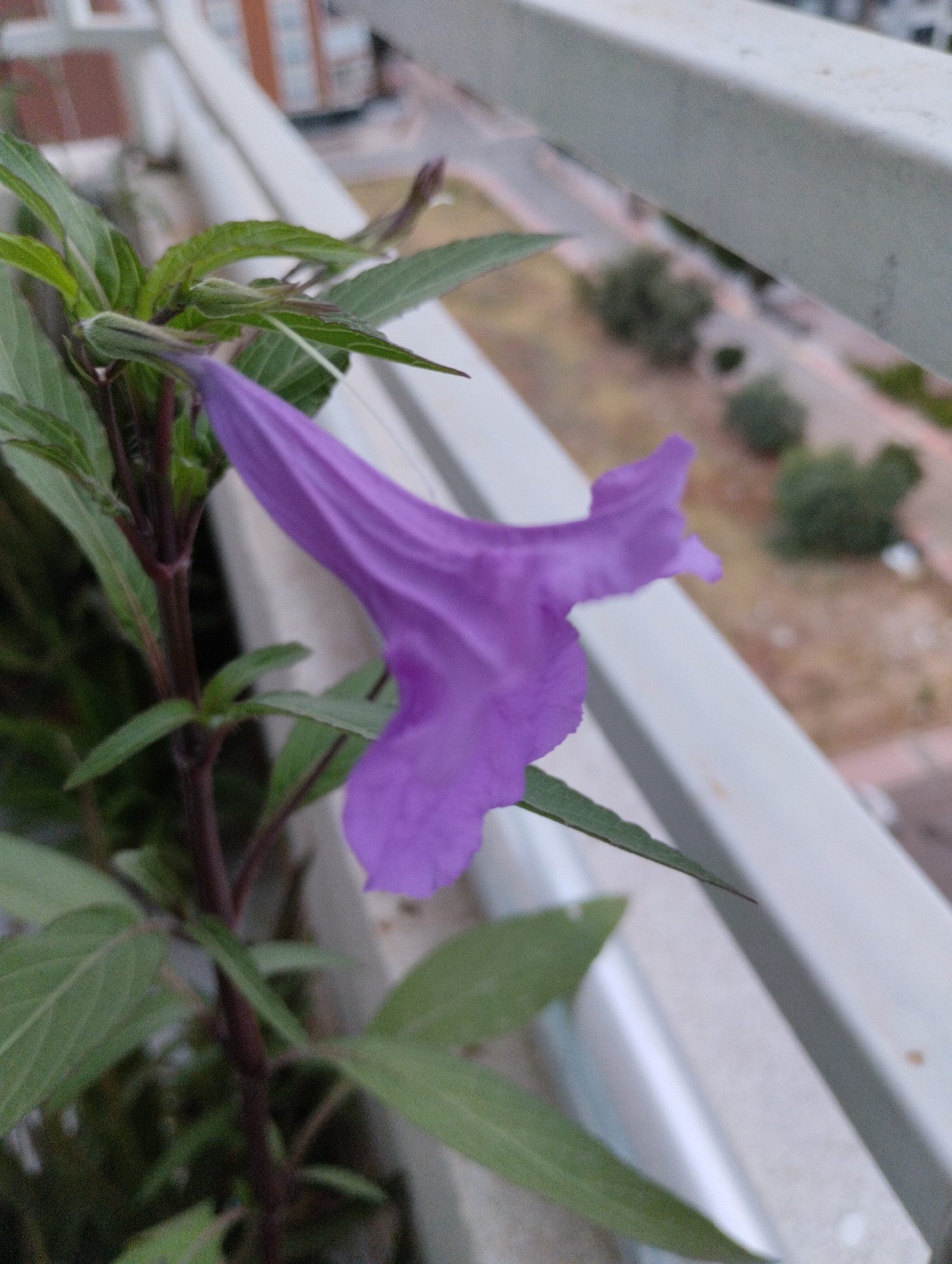 A close-up, eye-level shot focuses on a single purple flower with green leaves and a dark stem. The flower is long and trumpet-shaped, with delicate petals that appear to be slightly unfurling. Behind the plant, a blurred urban landscape is visible, including buildings and trees, suggesting the image was taken from a balcony or elevated viewpoint in Mezitli, Turkey. The railing of the balcony is also visible in the foreground and background. The lighting suggests it is daytime, but potentially overcast.