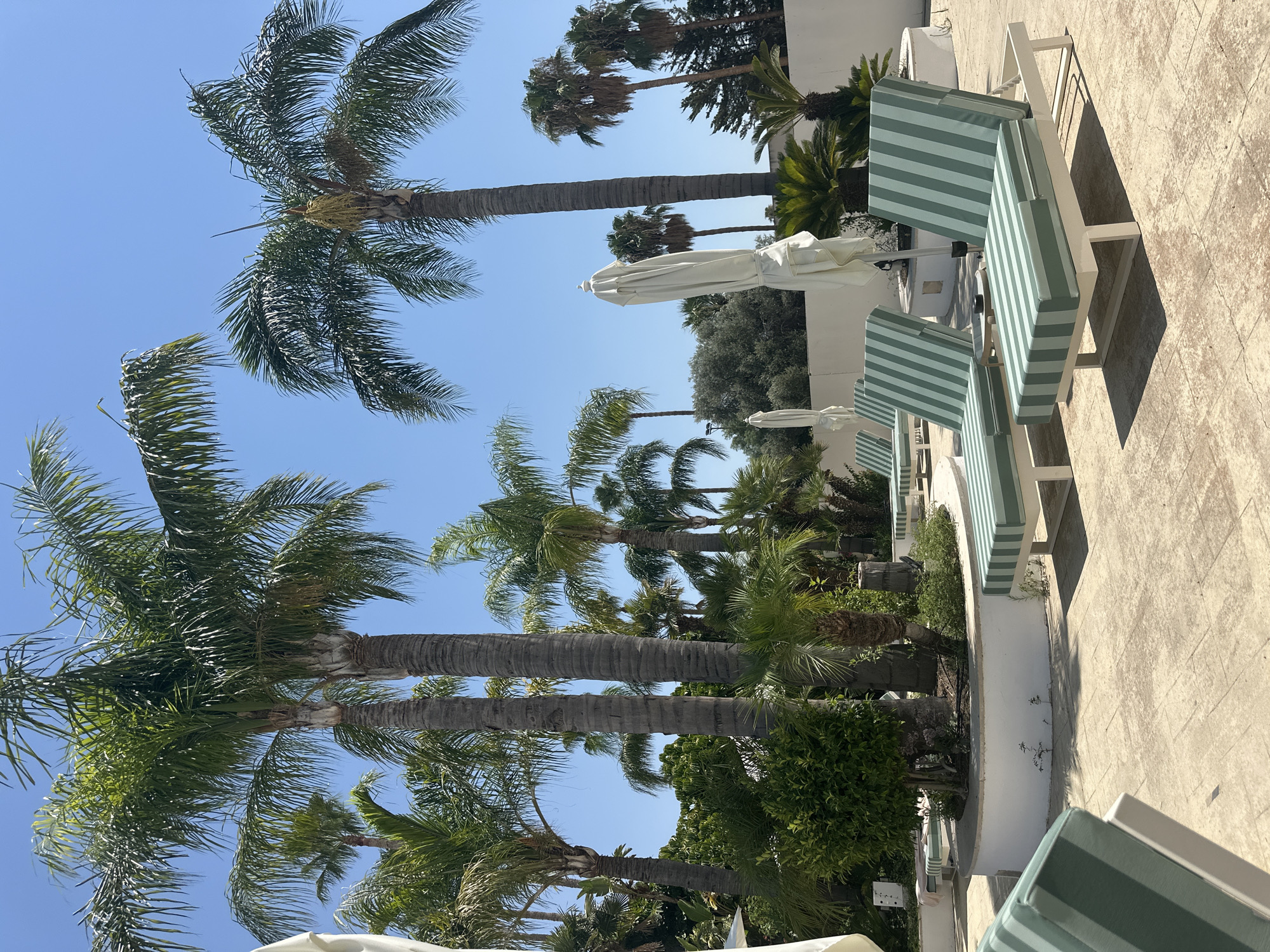 The image depicts a tranquil outdoor scene, likely a resort or hotel patio, under a clear blue sky. Tall palm trees with lush green fronds dominate the background, their trunks weathered and textured. In the foreground, several lounge chairs with light-colored frames are arranged on a paved patio. These chairs are outfitted with cushions featuring a distinct pattern of alternating light and dark green stripes. Two closed white umbrellas stand upright behind the lounge chairs, suggesting readiness for use. Surrounding the patio is a low, circular white planter with some greenery and small plants growing around its base. The overall impression is one of a serene, sun-drenched environment designed for relaxation.