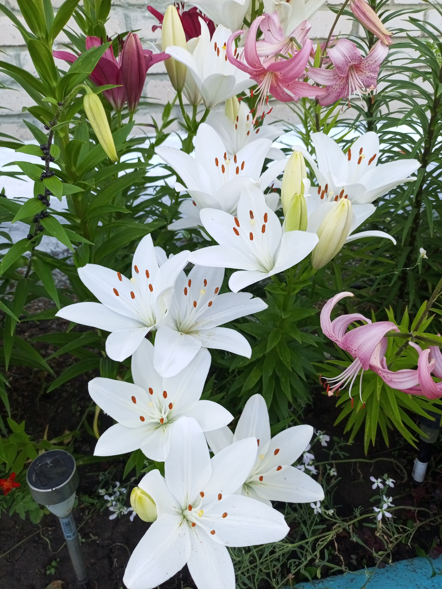 The image shows a close-up of a garden bed filled with lilies of various colors, including white, pink, and deep red. The lilies are in different stages of bloom, with some fully open and others in bud. The white lilies are prominent in the foreground, with their large, trumpet-shaped petals and orange-brown stamens. Pink lilies with spotted petals are visible in the upper right and middle right of the frame, with their delicate, recurved petals. Dark red lily buds are present in the upper left. Lush green foliage surrounds the flowers. In the bottom left, a small solar garden light is visible, along with dark berries on a thin vine. Small white flowers are scattered throughout the garden bed. The background appears to be a light-colored brick wall. The scene suggests a cultivated garden environment. The location is specified as Voroshilovka, Kazakhstan.