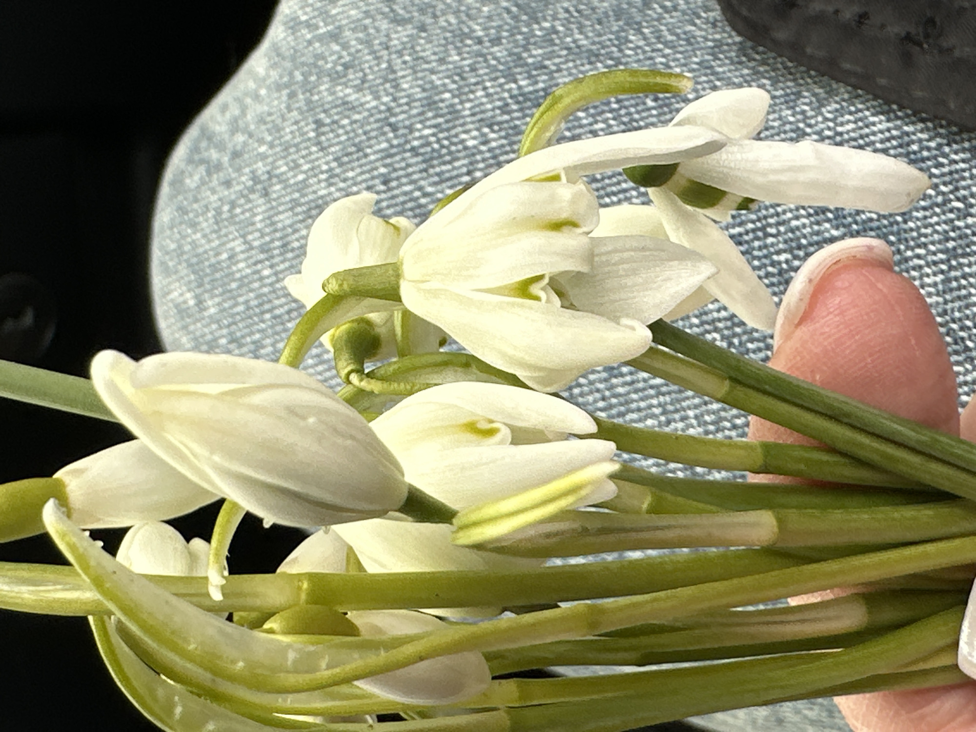 A close-up shows a small bunch of snowdrop flowers being held. The snowdrops have white petals, some are in full bloom and some are still buds. The stems are green. A thumb and part of a finger are visible, holding the stems. The background includes blue denim fabric and a dark gray surface. There is no information about the location in the city of Chaikovsky, Russia in the image.
