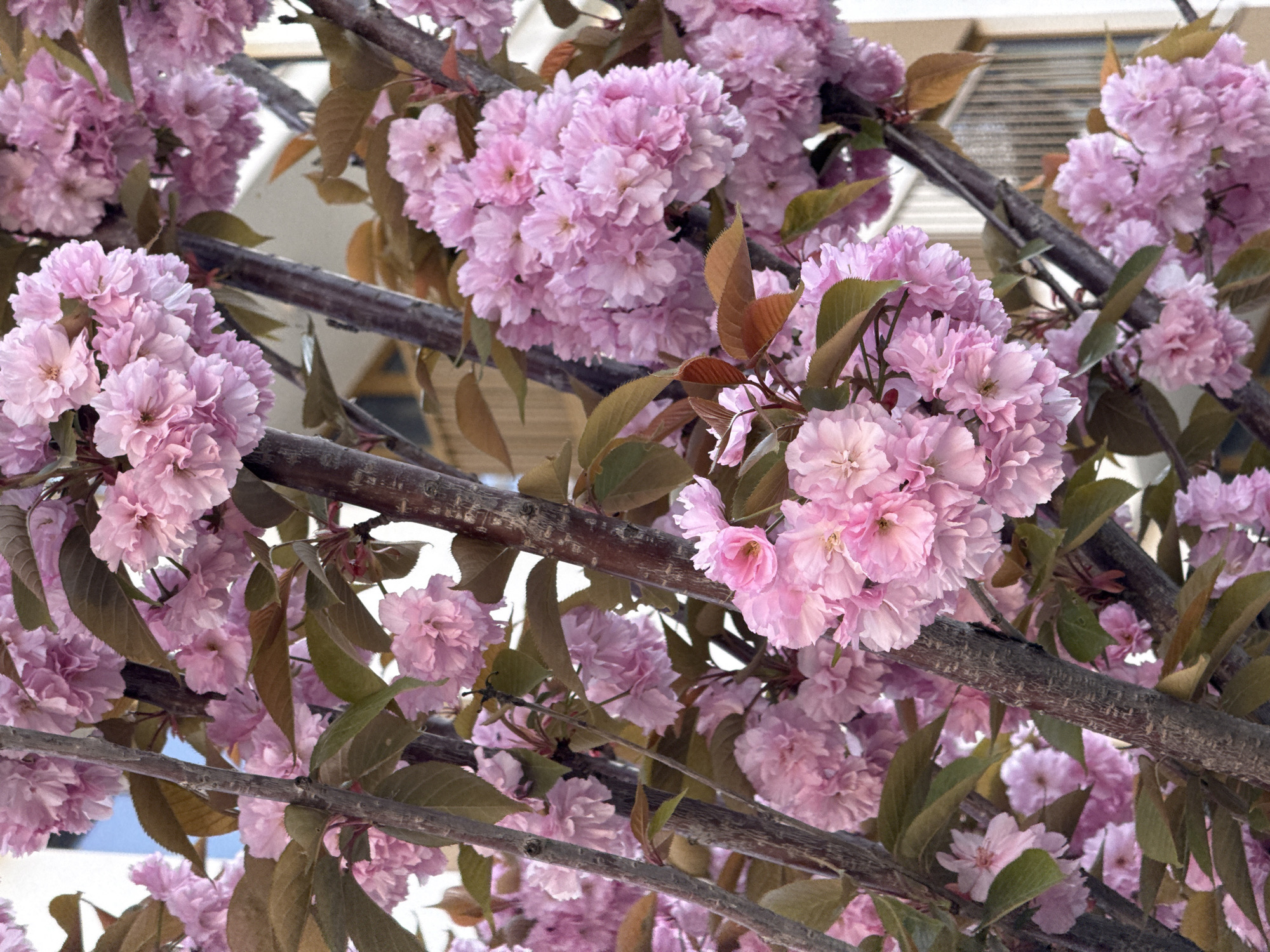 The image depicts a close-up view of blooming pink cherry blossoms. The blossoms are clustered together in dense bunches on the branches of a tree. The tree has leaves that are a mix of green and bronze. The branches are dark brown and textured. The background includes a building with light-colored siding and a window with horizontal slats. The location is likely in Belgrade, Serbia, based on the prompt.