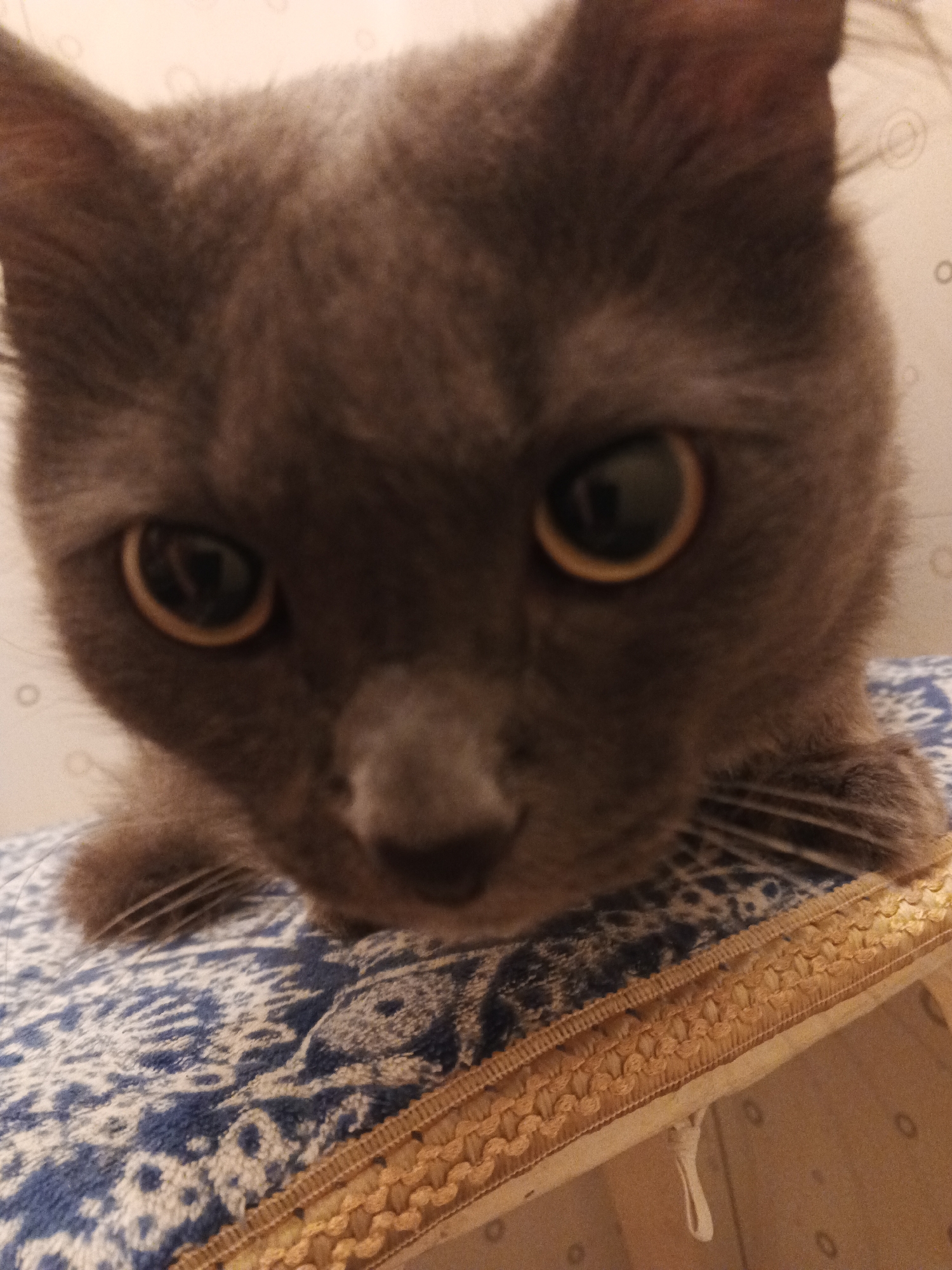 A close-up, low-angle shot shows a grey cat's face as it looks directly at the camera. The cat's fur is short and soft, and its eyes are large and round with yellow irises. The cat's ears are pointed and alert. The background is out of focus and appears to be a light-colored wall with a subtle pattern. The cat is resting on a patterned surface, likely a pillow or blanket, with blue and white designs. The image appears to be taken indoors. There is no information about the location in Biysk, Russia.