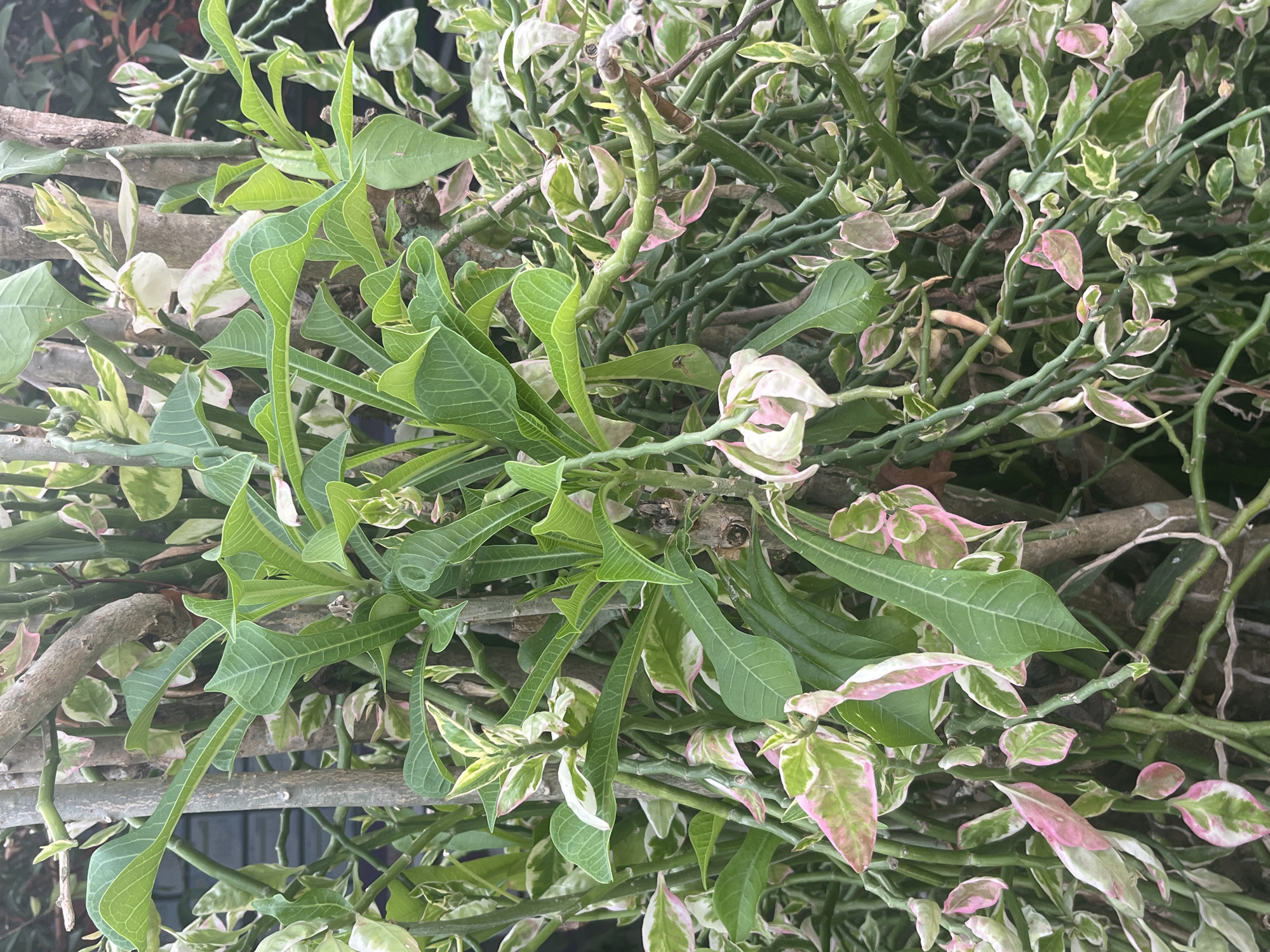 A dense cluster of the variegated Devil's Backbone plant, also known as *Euphorbia tithymaloides*, is depicted in close-up. The plant features succulent, segmented stems, some of which are upright and others arching or trailing. The leaves are ovate with pointed tips and display a striking variegation of green, white, and pink. The green is a vibrant emerald, transitioning to creamy white at the edges, with splashes and streaks of rosy pink. Some of the stems are thicker and woody, forming a central structure from which the more slender, fleshy stems emerge. In the background, blurred dark shapes suggest a fence or other garden elements, partially obscured by the foliage. The lighting is diffused, indicating an overcast day or a shaded location, which softens the colors and highlights the textures of the plant. The scene is likely set in a garden in Meliau Hulu, Indonesia, where such tropical or subtropical ornamental plants are common. There are no people or animals visible in the image, and no specific actions are taking place. The focus is entirely on the plant's intricate structure and its vibrant, multi-colored foliage.