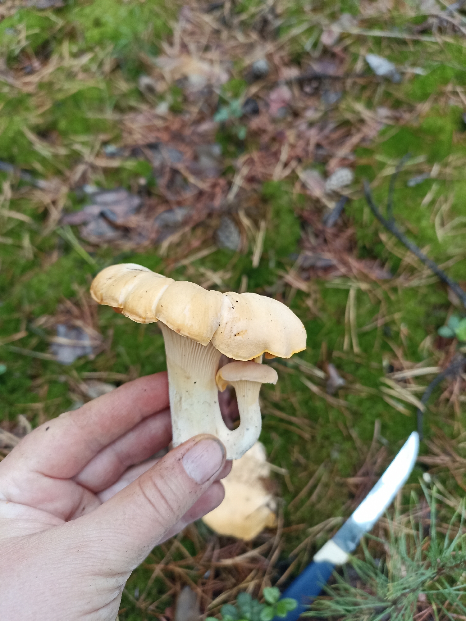 A close-up, eye-level shot shows a person's hand holding two funnel chanterelle mushrooms in a forest setting. The mushrooms are light tan to yellow in color with wavy edges and appear to be growing from a common base. The hand holding them is light-skinned with visible fingernails, and appears to have some dirt on it. To the right of the mushrooms, a knife with a blue handle and a silver blade is partially visible amongst pine needles and green moss. The background is a blur of green moss, brown pine needles, and dark twigs, indicating a natural, outdoor environment. There is no visible indication of the city of Fakel Revolyutsii, Russia.