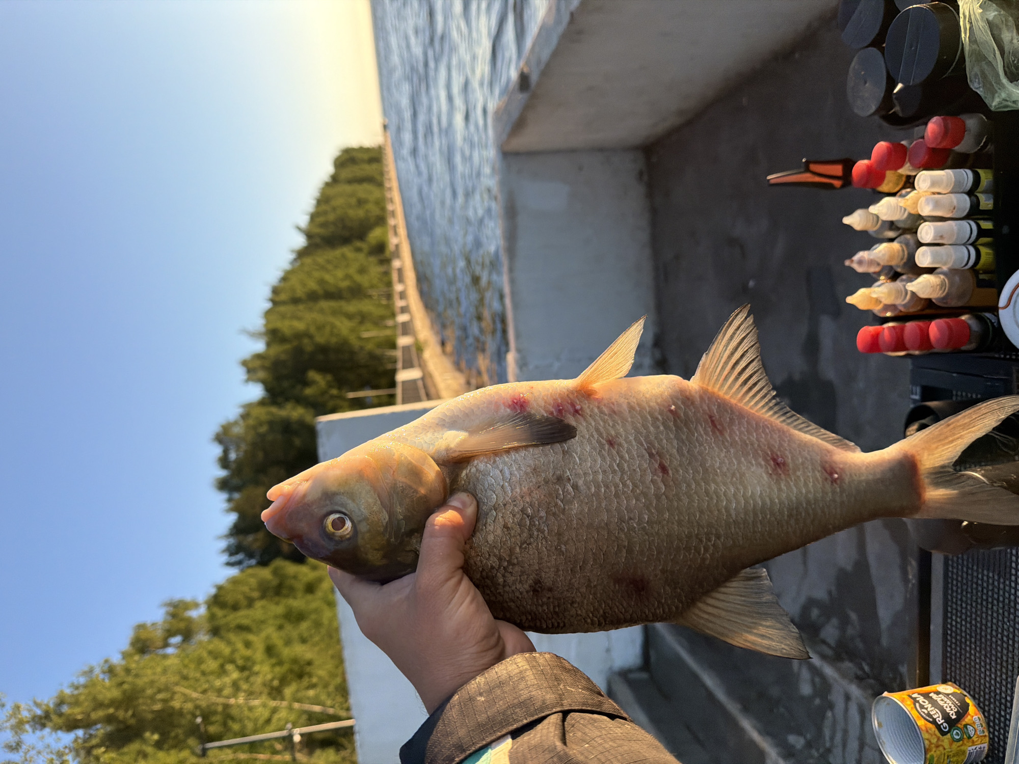 An individual's hand, wearing a dark jacket, holds a freshly caught fish, its scales reflecting the golden light of the setting sun. The fish appears to have some red markings on its body. In the background, a clear blue sky stretches above a line of lush green trees bordering a tranquil body of water. A concrete embankment with railings runs along the water's edge, suggesting a waterfront promenade or a pier. To the right, a collection of small bottles, likely fishing bait or attractants, are arranged on a dark surface. A tin can with Russian labeling, possibly containing corn, sits to the left of the bottles. The scene evokes a peaceful, outdoor setting, likely a fishing spot along the Kama River in Chaikovsky, Russia, during the evening.