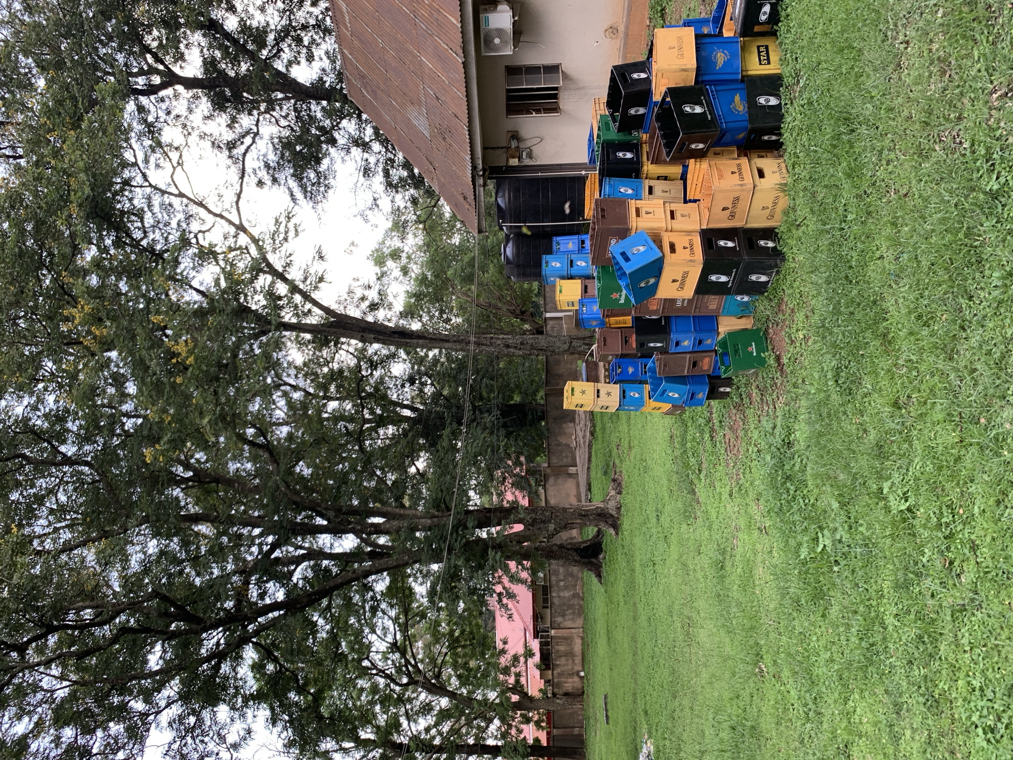 The image depicts an outdoor scene in Jos, Nigeria, with a large stack of colorful plastic crates, likely for beverages, piled in front of a building with a corrugated metal roof. The crates are a mix of blue, yellow, green, and black, with some bearing visible text such as "GUINNESS," "STAR," and "BALTICA." The building appears to be a commercial or storage facility, with an air conditioning unit mounted on its exterior wall. Two large black water tanks are also visible next to the building.
The foreground is dominated by lush green grass, suggesting a well-maintained outdoor area. Large trees with dense foliage are scattered throughout the scene, providing shade and framing the building and the stacks of crates. The lighting suggests it might be daytime, possibly late afternoon, given the softness of the light. There are no people visible in the image. The overall impression is one of a storage area for a beverage company in a semi-tropical or temperate climate, given the abundance of greenery and trees. The crates are neatly stacked, indicating organization and readiness for use or distribution. The text on the crates provides clear brand identification, highlighting Guinness as a prominent beverage.