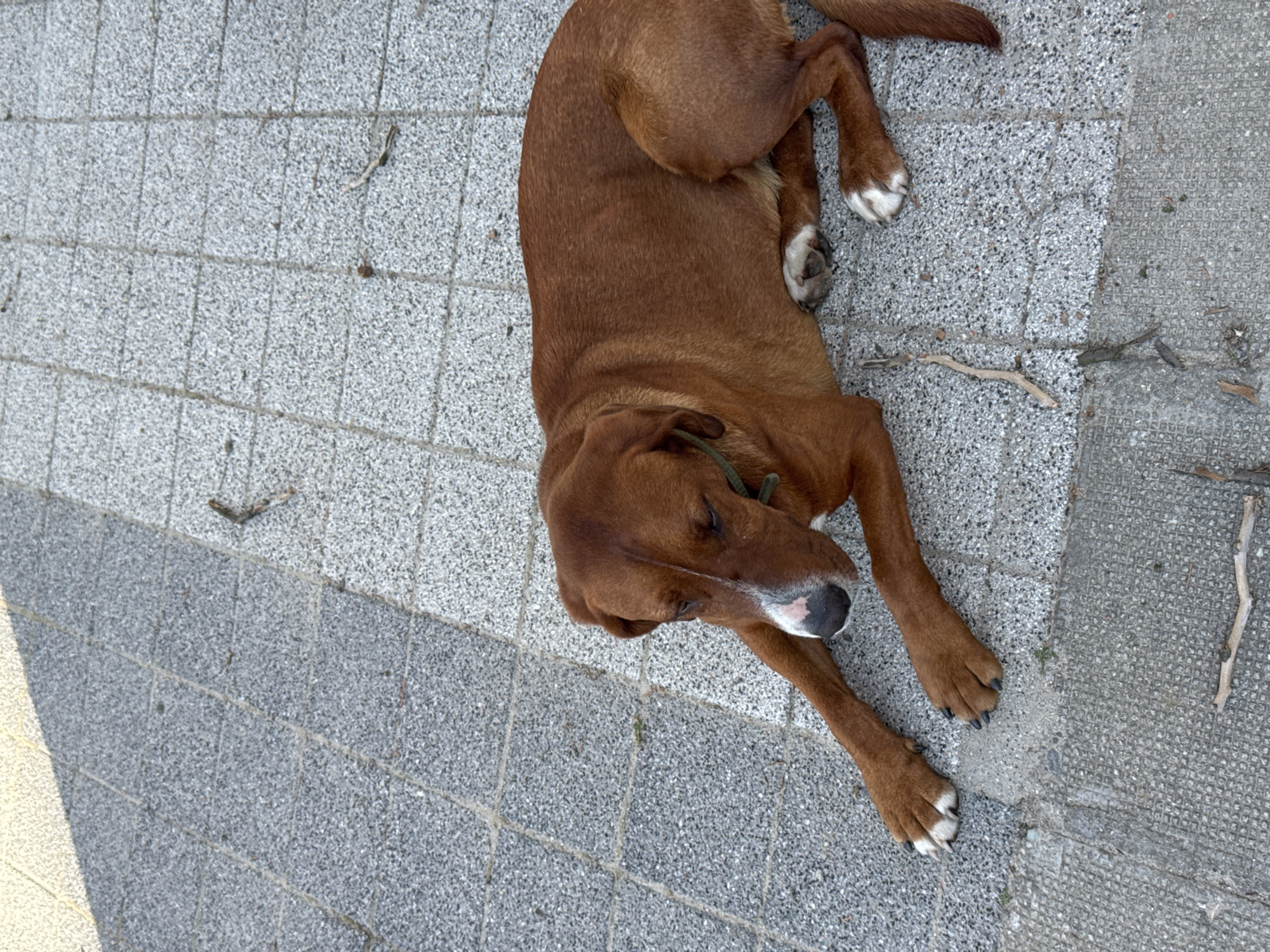 A brown dog with white paws is lying on a gray paved surface. The location is possibly Blagoevgrad, Bulgaria. A thin stick lies next to the dog on the paved area. The dog has a green collar.