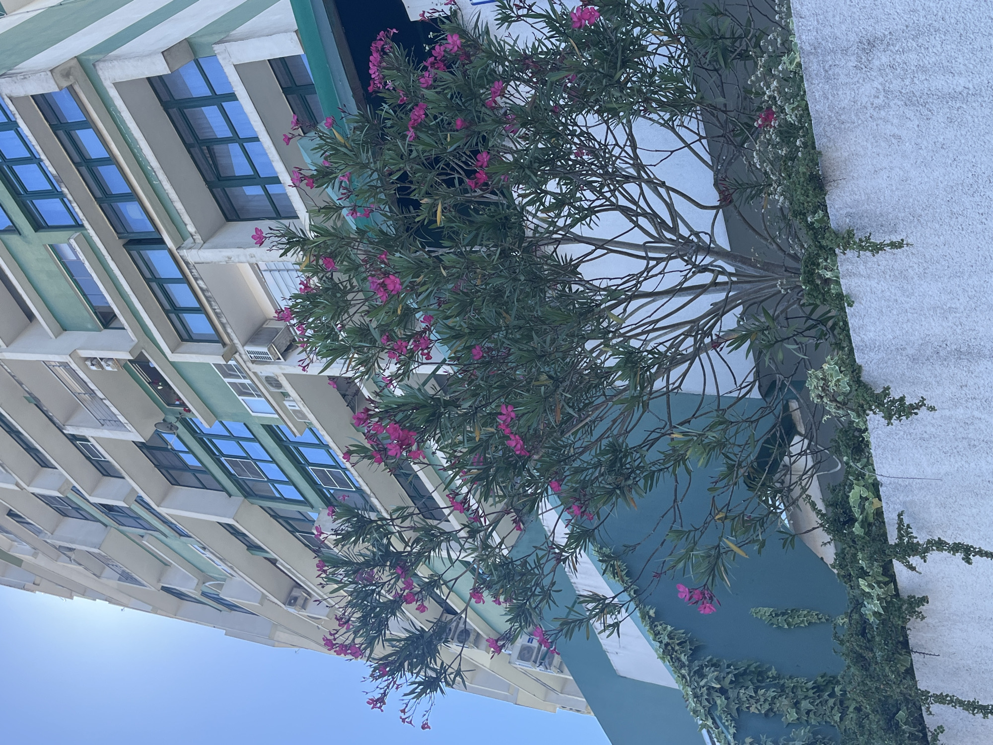 In Sochi, Russia, this image captures a low-angle view of a modern apartment building with a light-colored facade and green accents. A flowering oleander bush with pink blossoms stands in the foreground, partially obscuring the building. The building features multiple balconies and windows with dark frames, and air conditioning units are visible on some of the balconies. The sky is a clear blue, and lush green foliage, including ivy, grows along the lower sections of the building and on the white wall in the foreground.