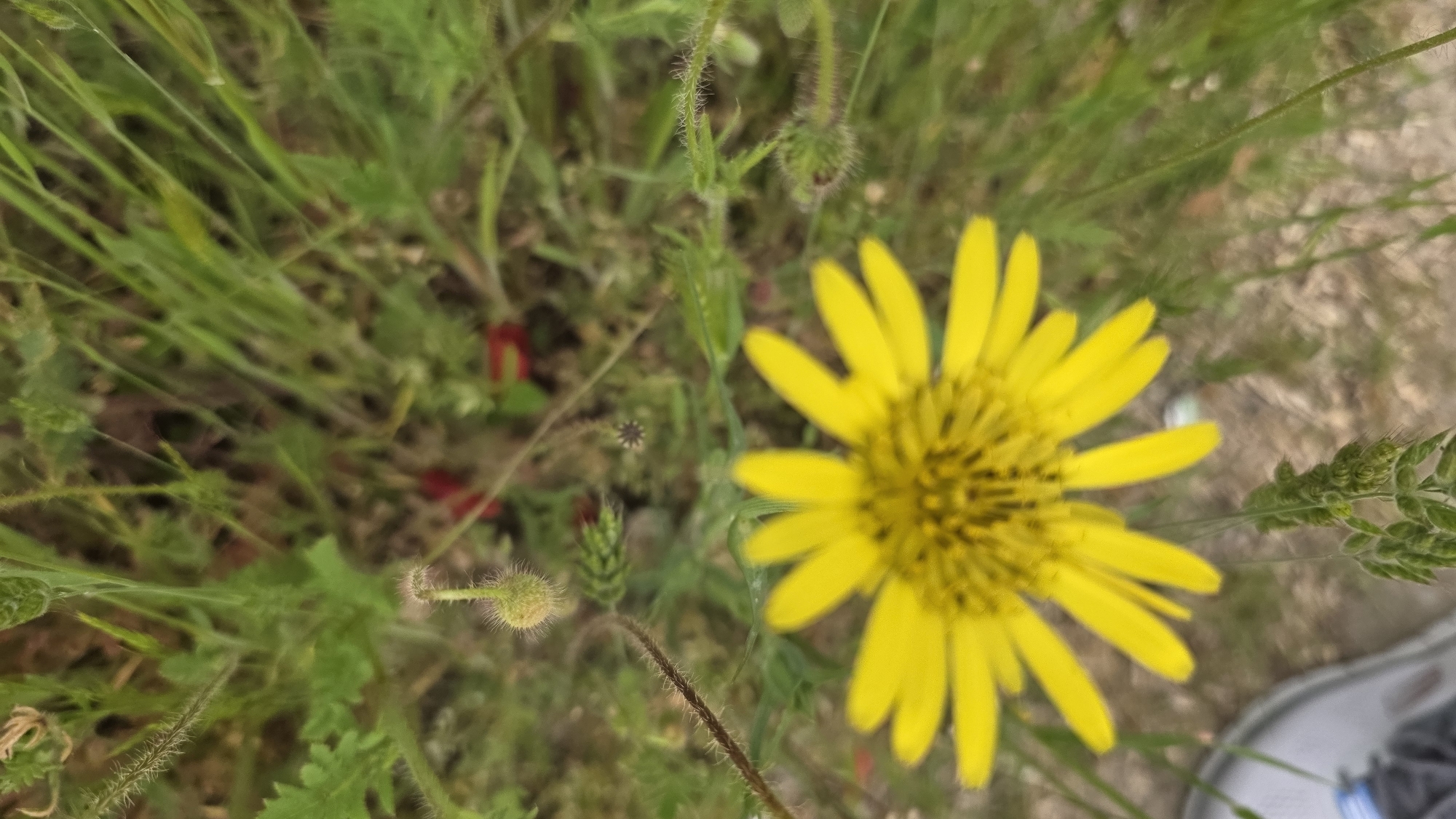 The image shows a yellow flower with numerous petals and a dark center, surrounded by green grass and foliage. There are also some poppy seed pods present. The presence of poppy seed pods suggests a field or meadow environment, rather than a formal garden setting. A shoe is partially visible in the lower right corner. Without further specific landmark information, a precise location within Blagoevgrad is impossible to ascertain, but it is likely located in a park or field on the outskirts of the city.