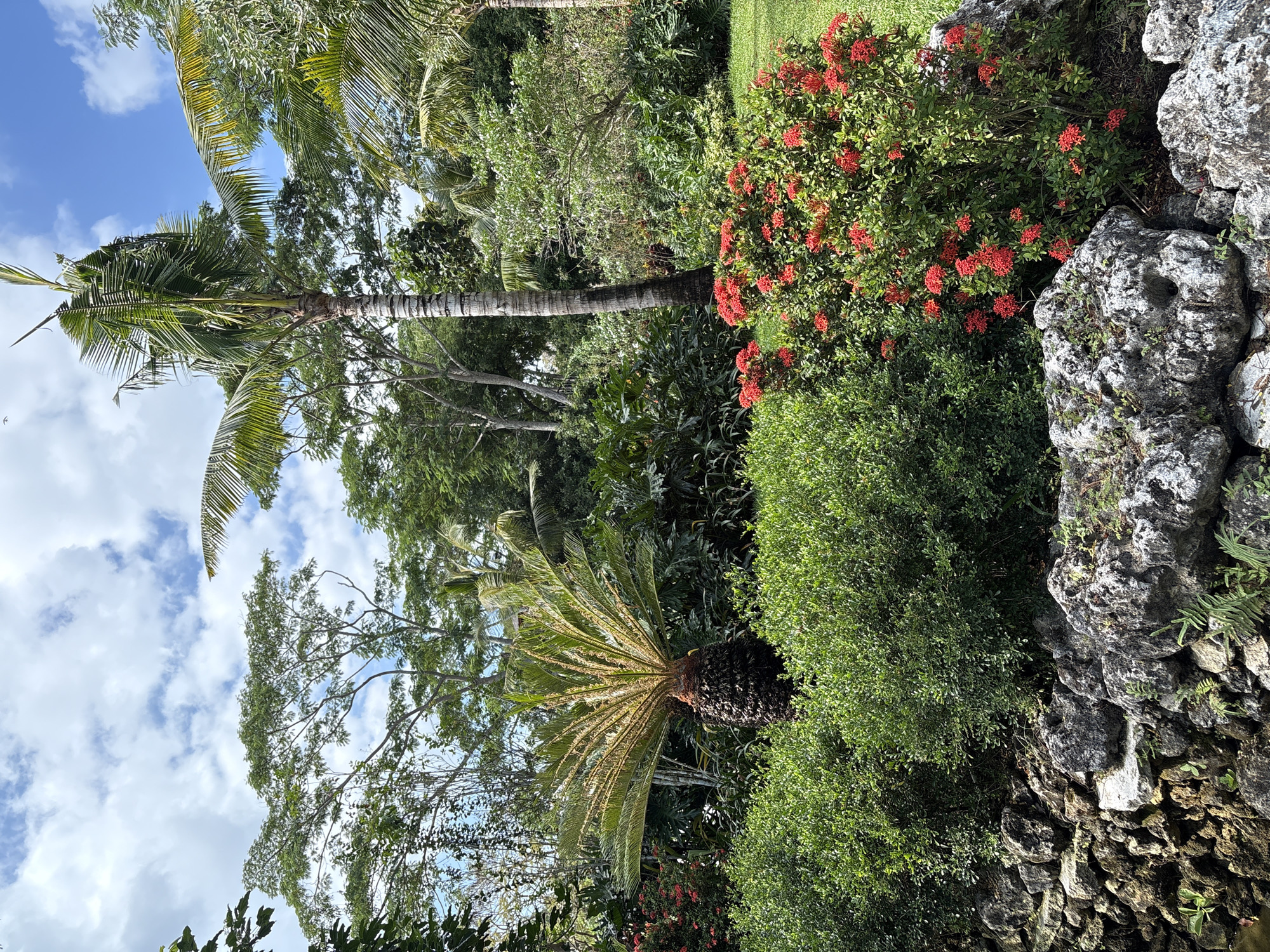 This is a vertical, eye-level, medium shot of a lush, tropical garden scene under a cloudy sky. In the foreground, a rocky embankment is partially visible, with large, grey, rough-textured rocks forming a natural wall. Above the rocks, manicured green bushes create a dense hedge. To the right of the hedge, a vibrant cluster of red Ixora flowers blooms, adding a bright splash of color.
The middle ground of the image features a sago palm with its characteristic thick, dark trunk and radiating crown of fronds. Behind the sago palm, a tall palm tree with a segmented trunk stands prominently, its fronds reaching towards the sky. The background is filled with a dense variety of lush green foliage, including large-leafed plants and various trees, creating a feeling of a tropical jungle. Some of the trees have lighter green leaves, contrasting with the darker shades. The sky above is a bright blue, partially obscured by large, fluffy white clouds.
The scene appears to be a well-maintained garden, possibly part of a resort or private residence. The natural elements of rocks and diverse plant life suggest a warm, humid climate. The overall impression is one of vibrant natural beauty and tropical tranquility. The location is in Kuta Selatan, Indonesia.