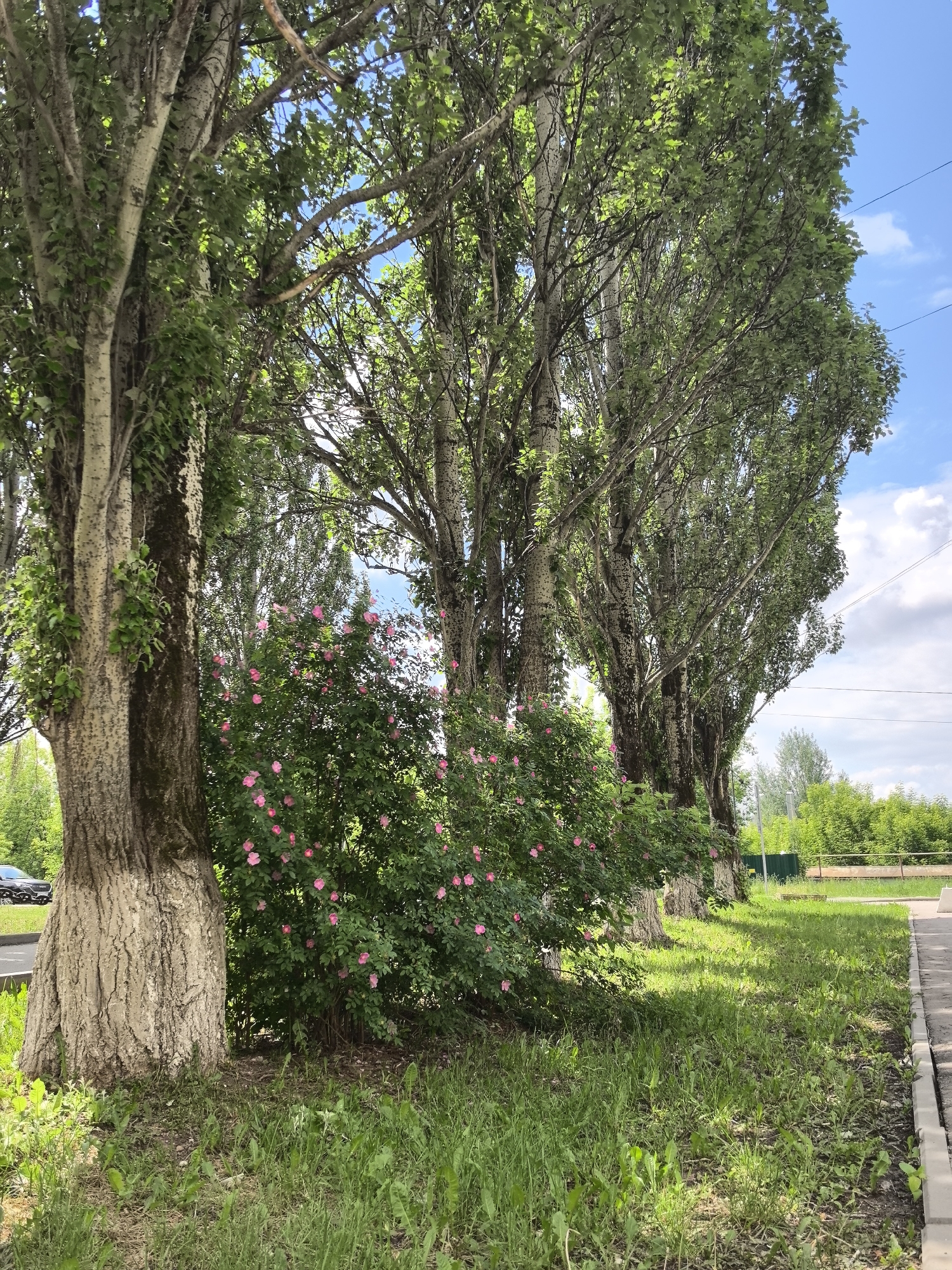 This image captures a vibrant green roadside or park-like scene in Perm, Russia, under bright daylight. The primary subjects are a row of tall, slender trees, likely poplars, with light-colored, somewhat mottled bark, lining the left side of the frame. Their lush green leaves create a dense canopy, partially obscuring the sky but allowing sunlight to dapple the ground.
In front of the trees, a substantial bush with numerous small, vibrant pink flowers is a prominent feature. The ground is covered in green grass, interspersed with some dandelions and other weeds, indicating a natural or minimally maintained area. To the right, a paved curb marks the edge of the grassy strip, suggesting a sidewalk or road just out of frame.
In the background, more green foliage is visible, with distant trees and what appears to be a road or open area beyond. A small section of a green fence is also discernible. A partially visible dark-colored car is parked on what looks like an asphalt surface in the far left background. Overhead, power lines traverse the blue sky, which is dotted with scattered white clouds.
The scene depicts a peaceful, natural environment within an urban or suburban setting. The time of day is clearly daytime, with bright sunlight creating distinct shadows, suggesting a clear and pleasant weather day. No people are visible, and there is no discernible activity taking place other than the static presence of nature and infrastructure. There is no visible text in the image.