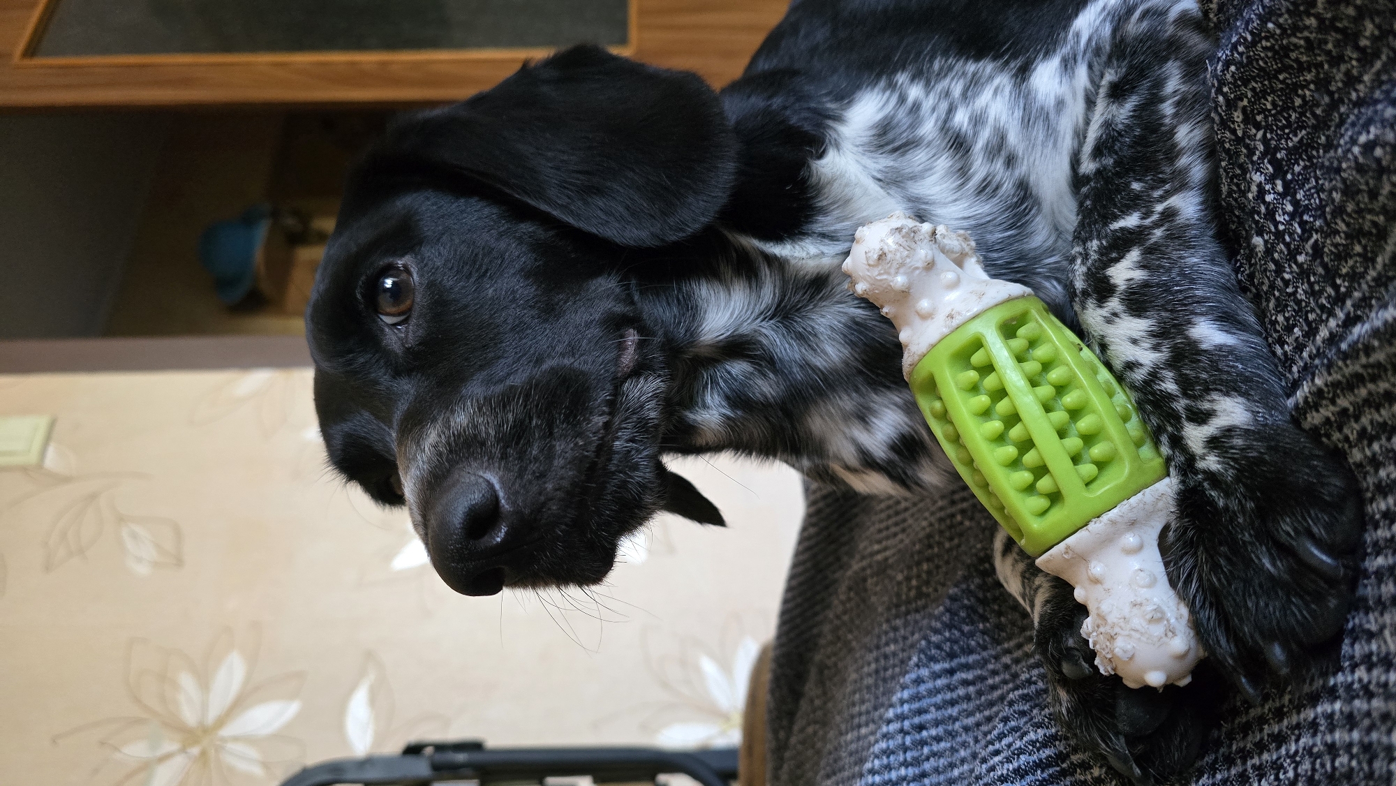 A black and white spotted dog is lying down on a dark grey blanket with a green and white dog toy in its paws. The dog is looking off to the left with its head slightly tilted. The background is blurred, showing a wall with a floral pattern and part of a wooden doorframe. The scene appears to be indoors, possibly in a home.