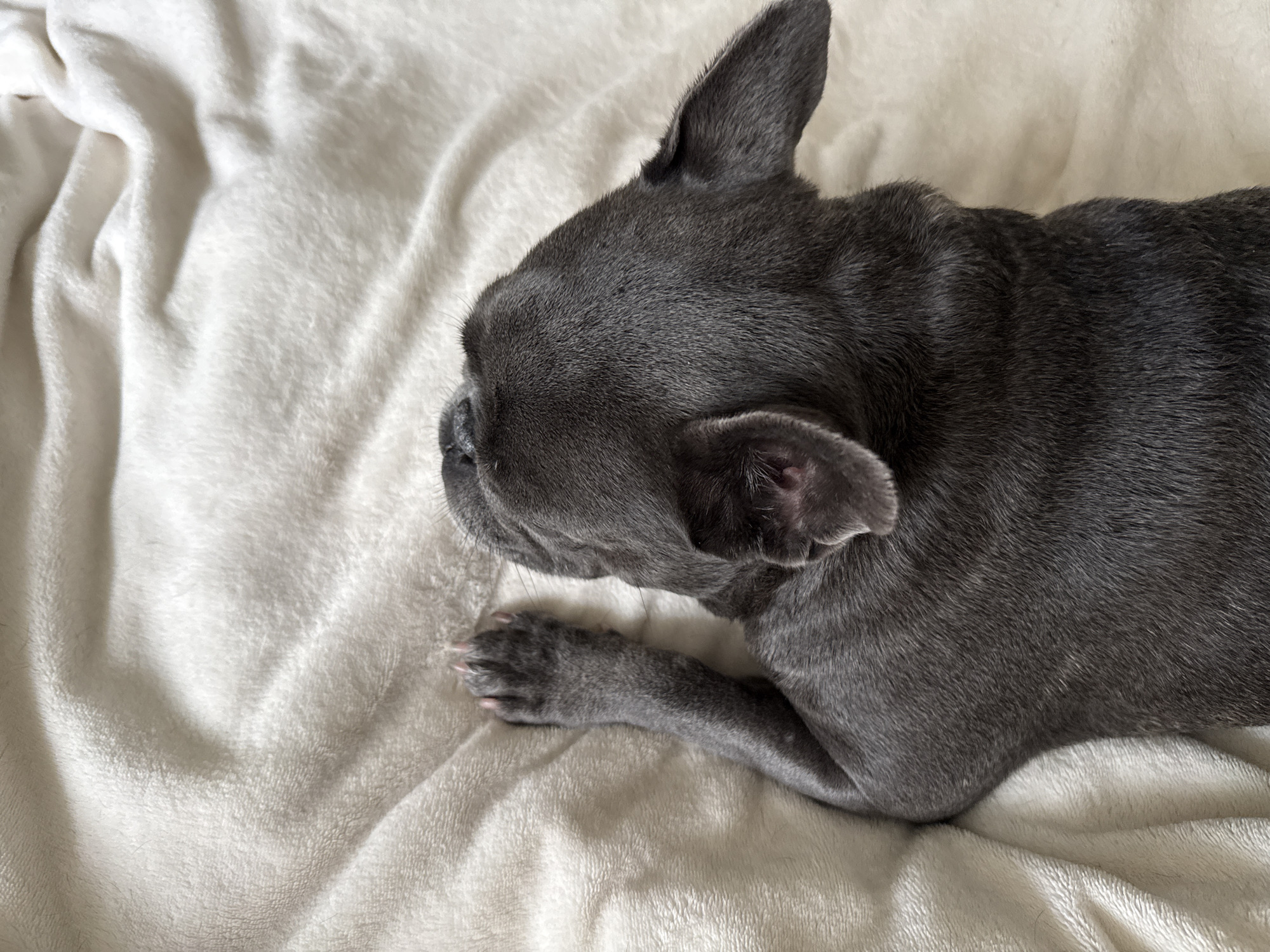 The image shows a close-up, overhead view of a dark gray French bulldog puppy sleeping on a light beige, plush blanket. The puppy is curled up, with its head turned away from the camera and its ears perked slightly. One of its front paws is visible, resting on the blanket, with its claws extended. The lighting is soft, suggesting an indoor environment. No specific location in Bad Sachsa, Germany can be identified from the image.