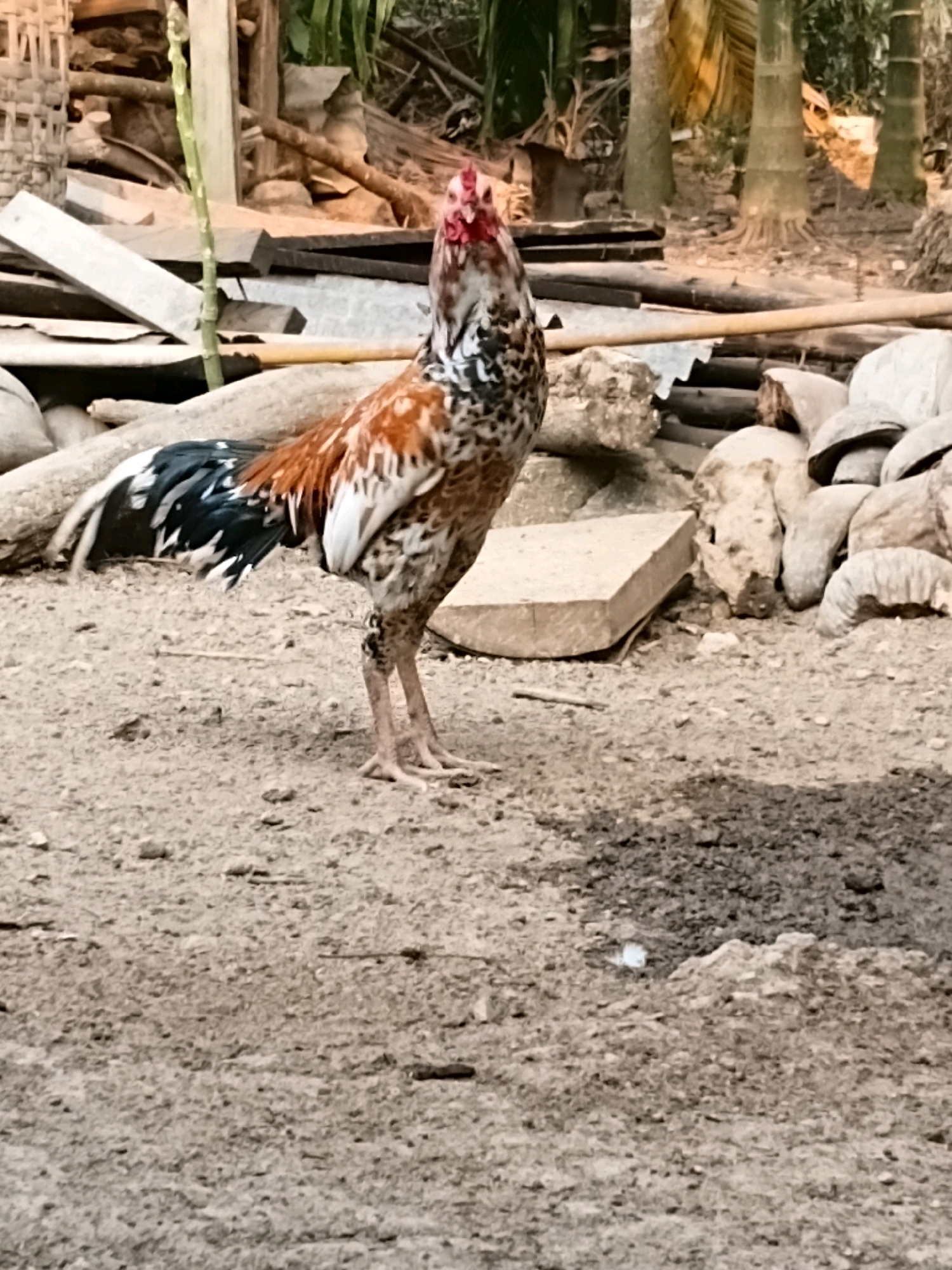 An adult rooster stands on a sandy ground. The rooster is facing the camera and its body is mostly brown, black and white. The rooster's comb and wattle are red. In the background, there are palm trees, wooden planks, and rocks. The scene is likely located in a rural area of Margo Rukun, Indonesia.