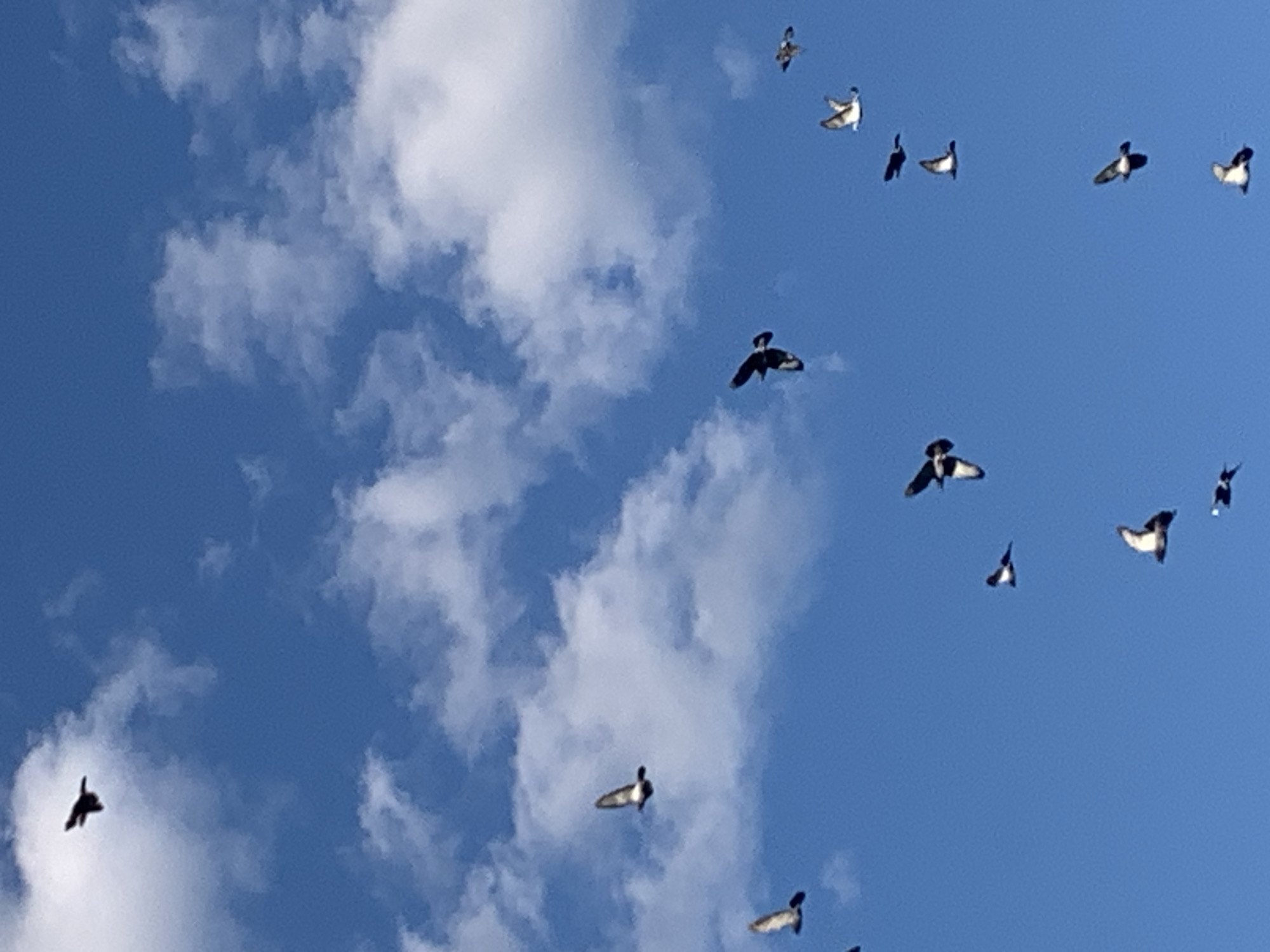 The image depicts a clear blue sky with scattered white clouds. A flock of pigeons is captured in mid-flight against this backdrop. The pigeons are in various positions, some with wings outstretched, others in the process of flapping. The sky suggests it is daytime, likely sunny given the brightness of the clouds and the clarity of the blue. There is no indication of any specific location in the city of Kolomyia, Ukraine, or any other identifiable urban or natural features. The scene is solely focused on the birds and the sky.