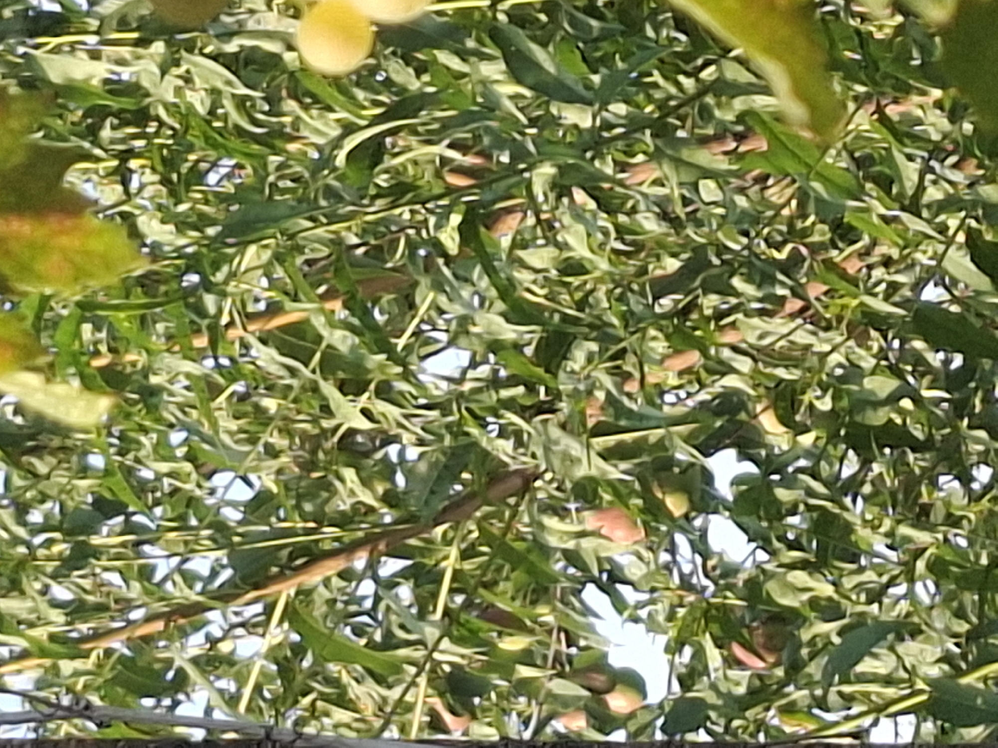 The image is a close-up shot of a tree with abundant green leaves and several small, round fruits that appear to be peaches or nectarines. The fruits are mostly a pale pink or peachy color, some with hints of yellow or green. The branches of the tree are visible, some with a brown, woody texture, and others are covered in foliage. The background is out of focus but suggests a bright, possibly sunny day with some sky visible through the leaves. There are no people or animals in the image, and no identifiable landmarks suggesting a specific location within Almaty, Kazakhstan. The scene is natural and rural in feel, likely a garden or orchard setting.