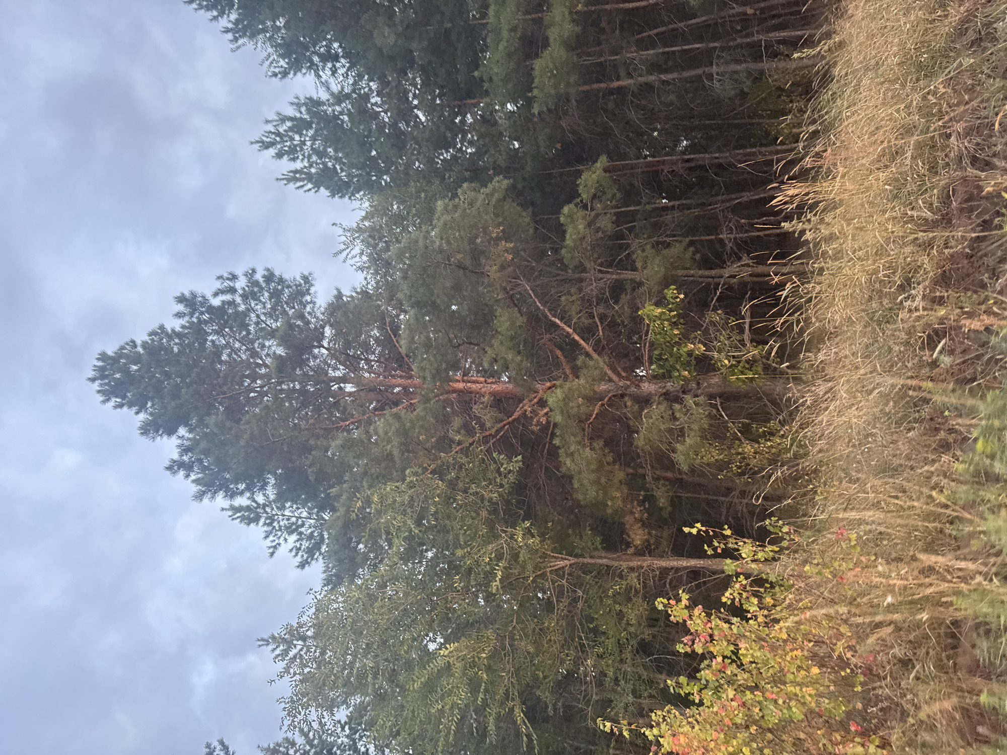 The image depicts a forest edge with a foreground of tall, dry grass and some scattered bushes with autumn foliage in reds and yellows. Behind the grass and bushes, a dense forest of pine and other coniferous trees dominates the scene. A single, tall pine tree stands prominently in the center, its trunk appearing reddish-brown. The sky above is overcast with greyish clouds. The scene appears to be an outdoor natural environment, possibly on the outskirts of a rural area or a park. There are no people or animals visible. The location in Vasil'evka, Russia is not indicated by any visual cues within the image.