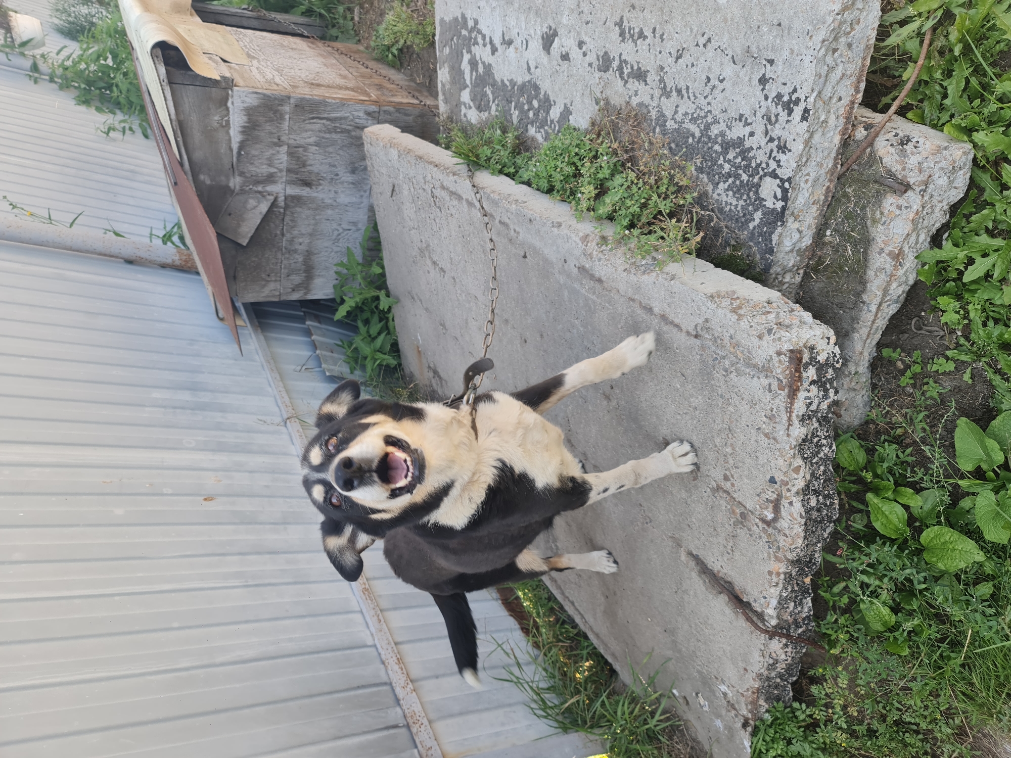 A medium-sized black and white dog with a tan face and tan markings on its legs is standing on a concrete slab outdoors. The dog is chained and appears to be barking or panting with its mouth open. Behind the dog is a weathered wooden doghouse with a rusted metal roof. A corrugated metal fence runs along the background. Green grass and weeds are growing around the concrete slabs and doghouse. The scene suggests a backyard or yard area in a residential setting. The image is taken on a sunny day.
